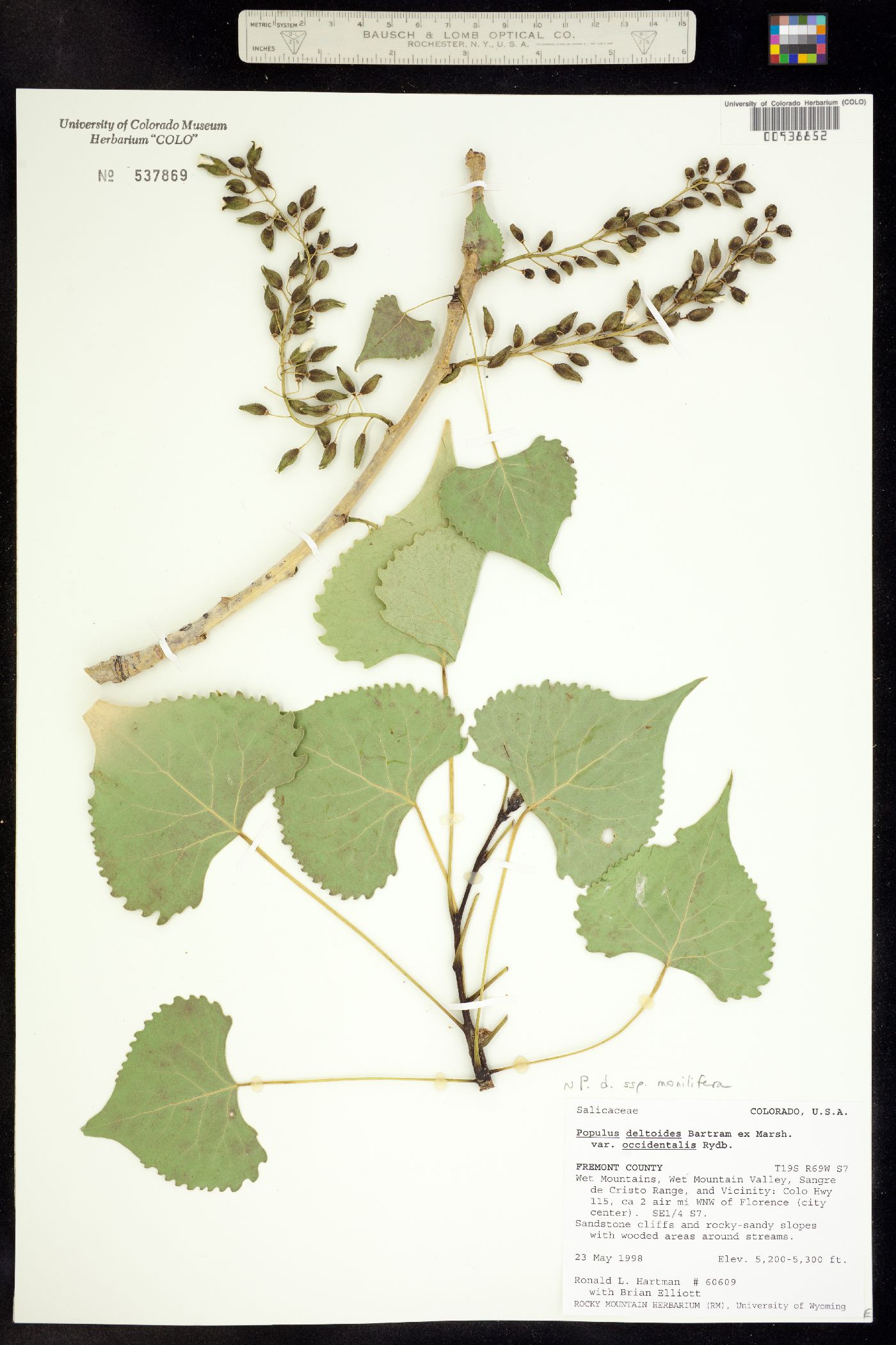 Populus deltoides ssp. monilifera image