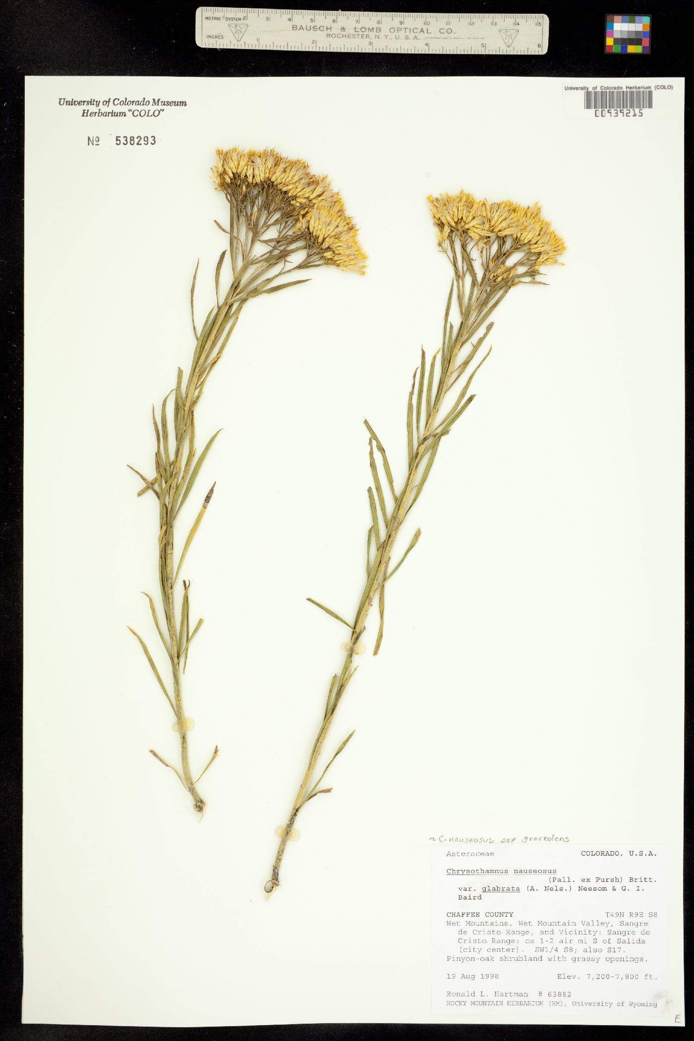 Chrysothamnus nauseosus ssp. graveolens image