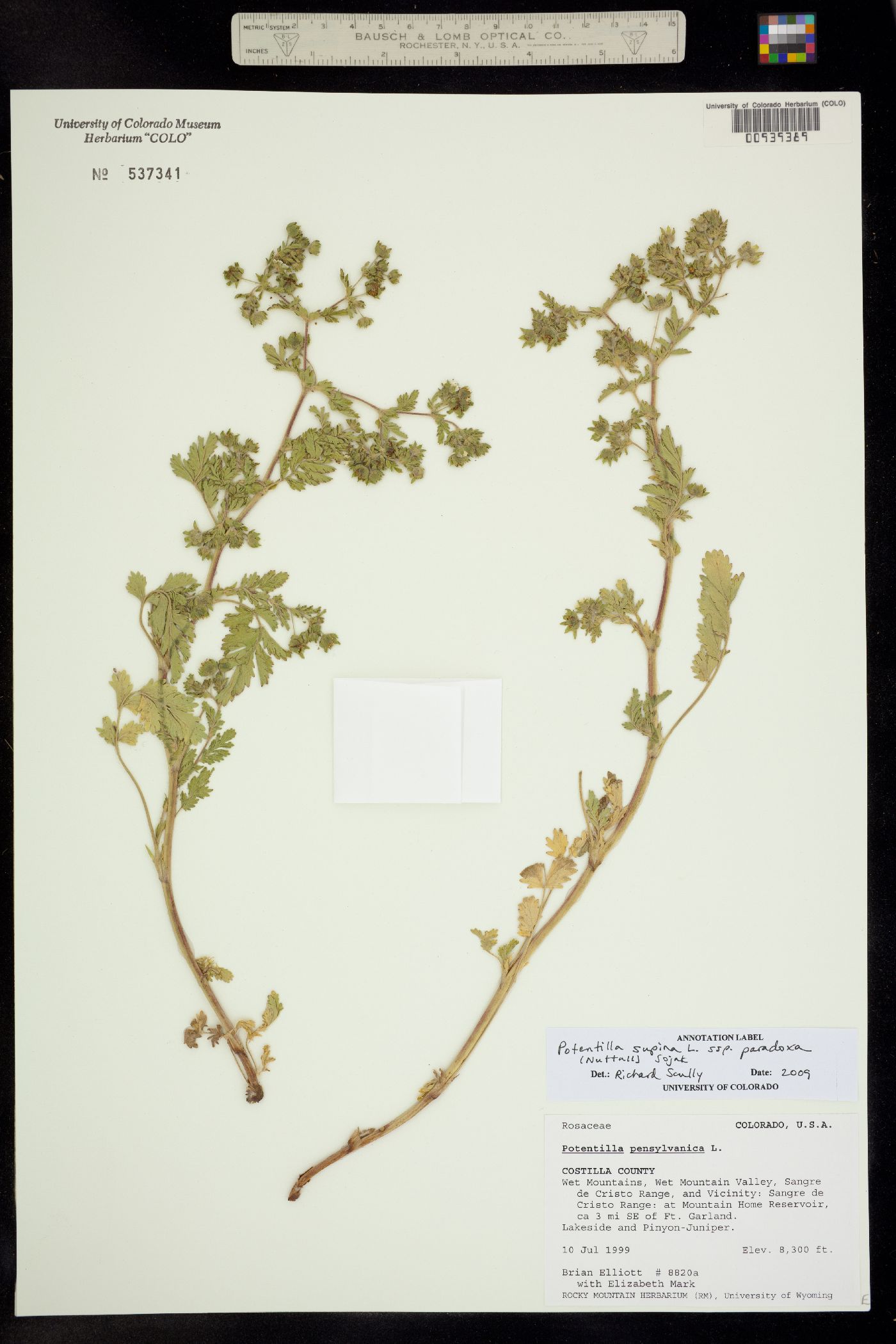 Potentilla supina ssp. paradoxa image
