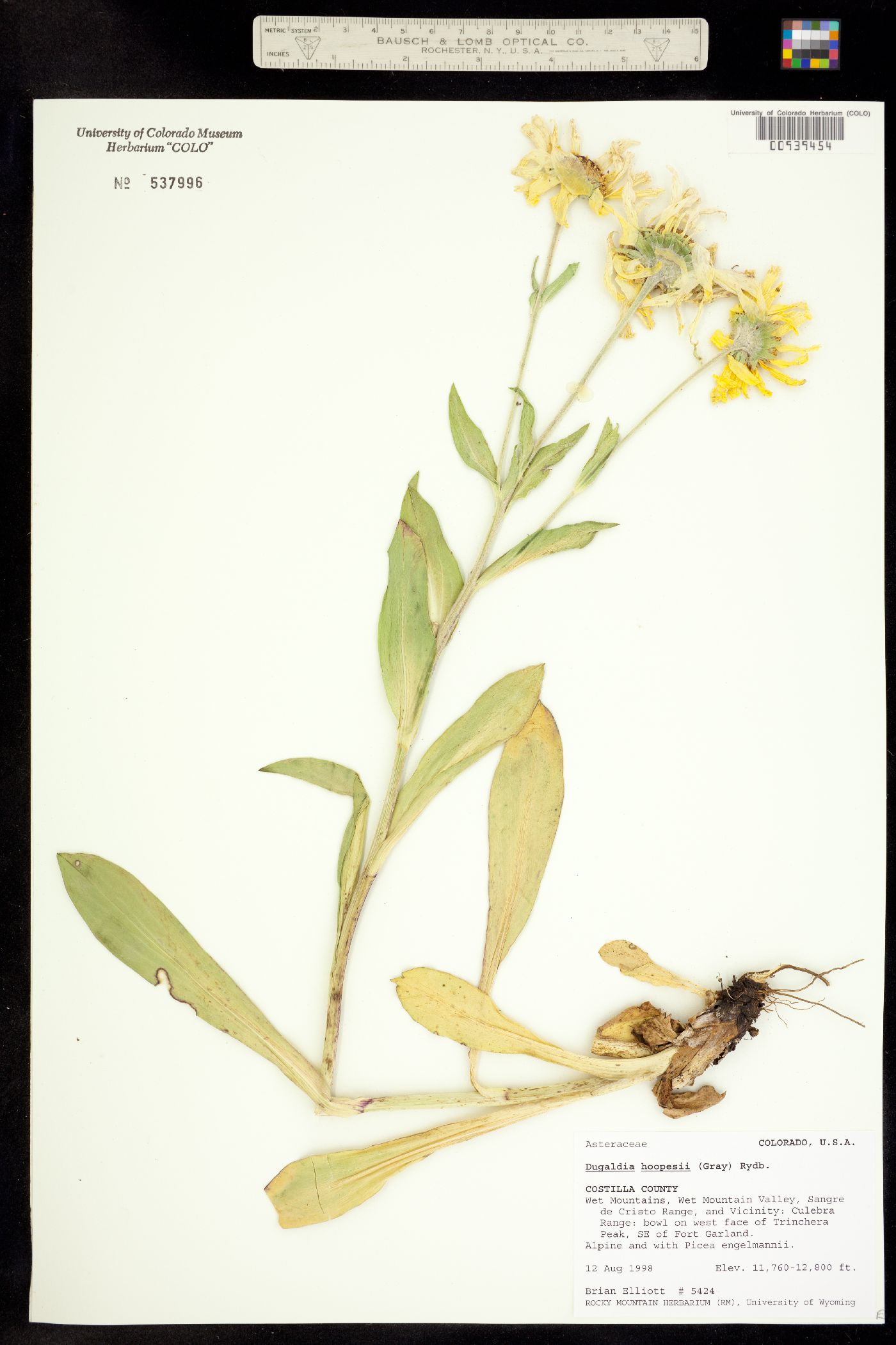 Dugaldia hoopesii image
