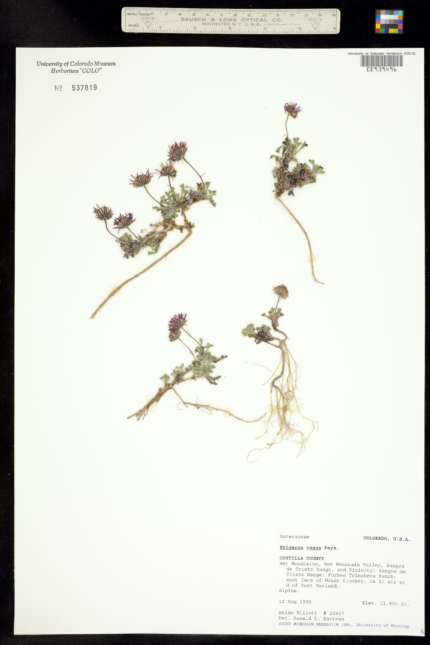 Erigeron vagus image