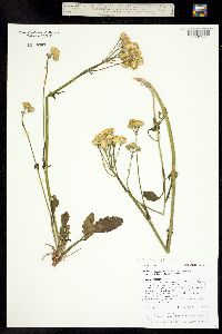 Image of Packera streptanthifolia