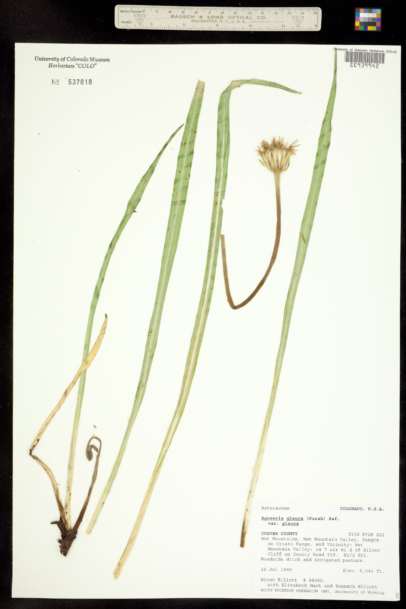 Agoseris glauca var. glauca image