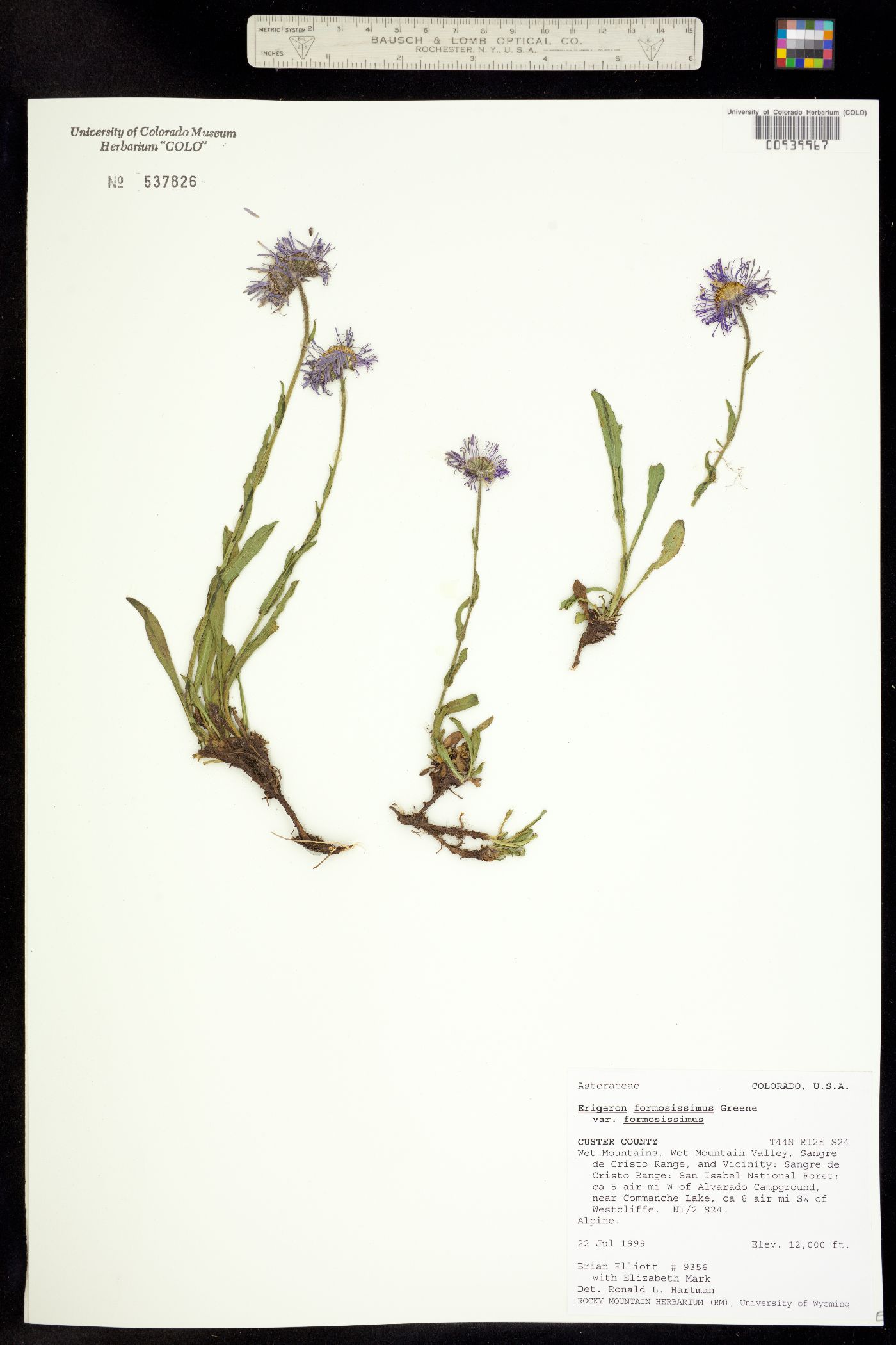 Erigeron formosissimus var. formosissimus image