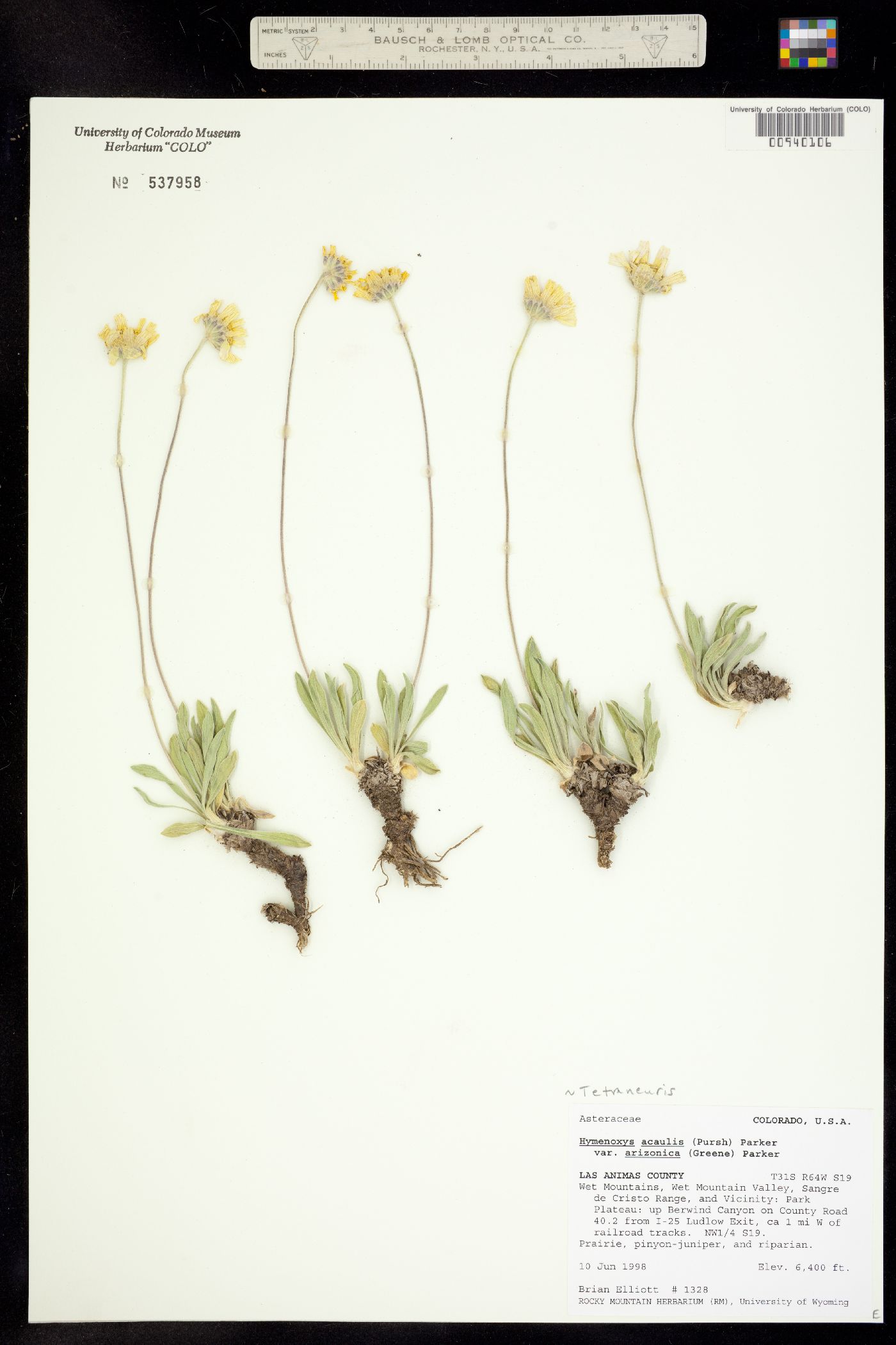 Tetraneuris acaulis var. arizonica image