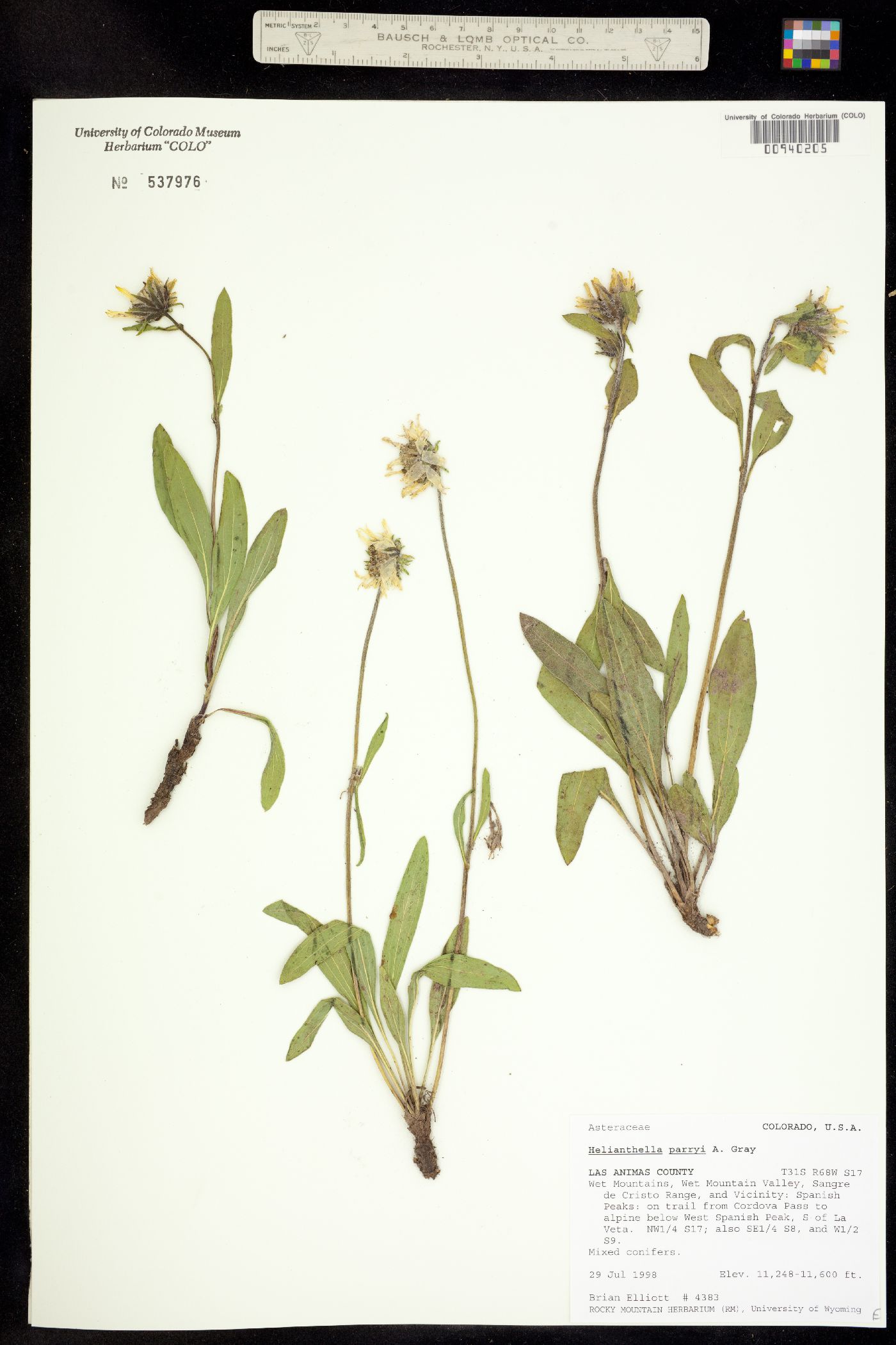 Helianthella parryi image