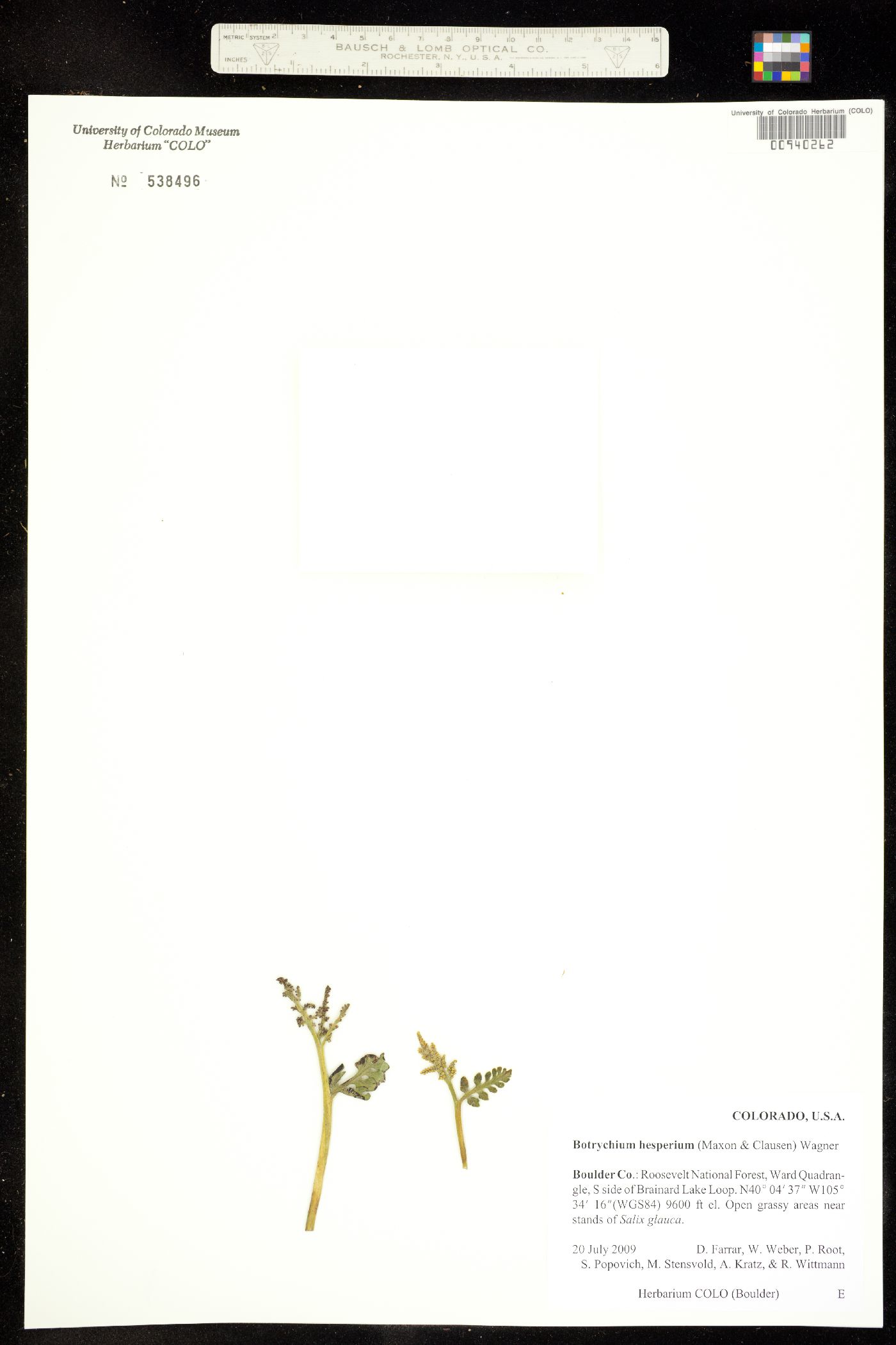 Botrychium hesperium image