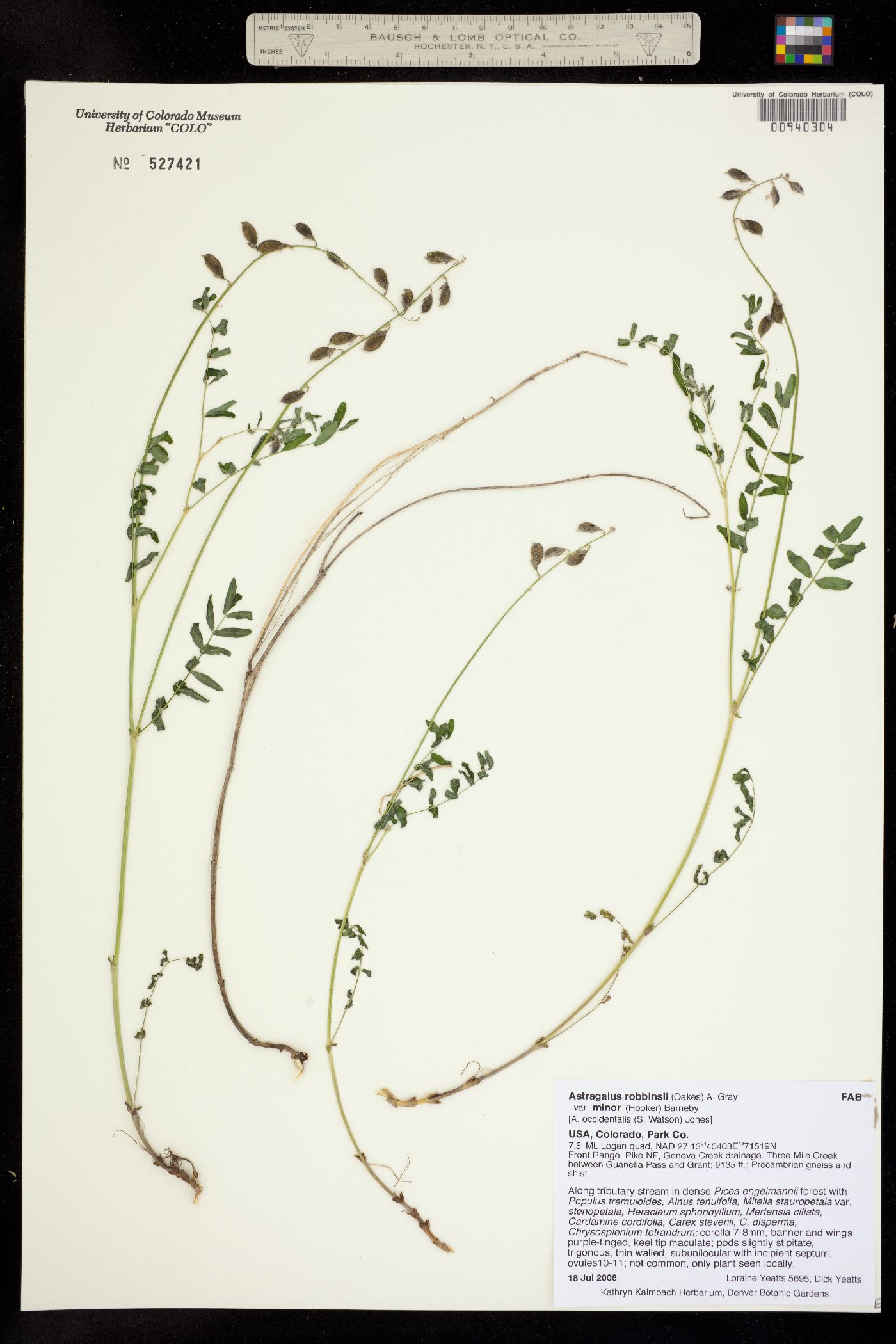 Astragalus robbinsii var. minor image