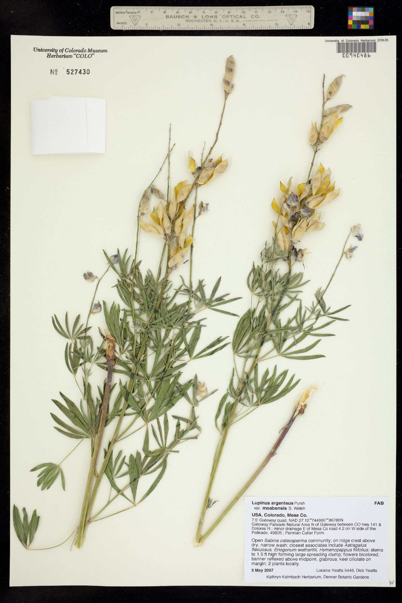 Lupinus image