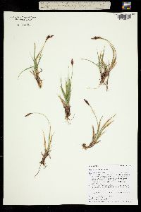 Image of Carex albo-nigra