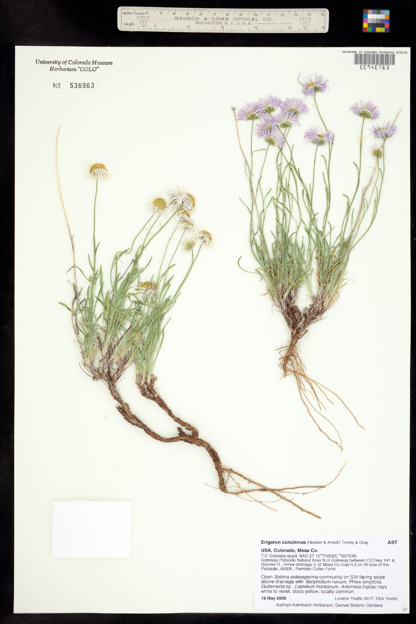 Erigeron concinnus image