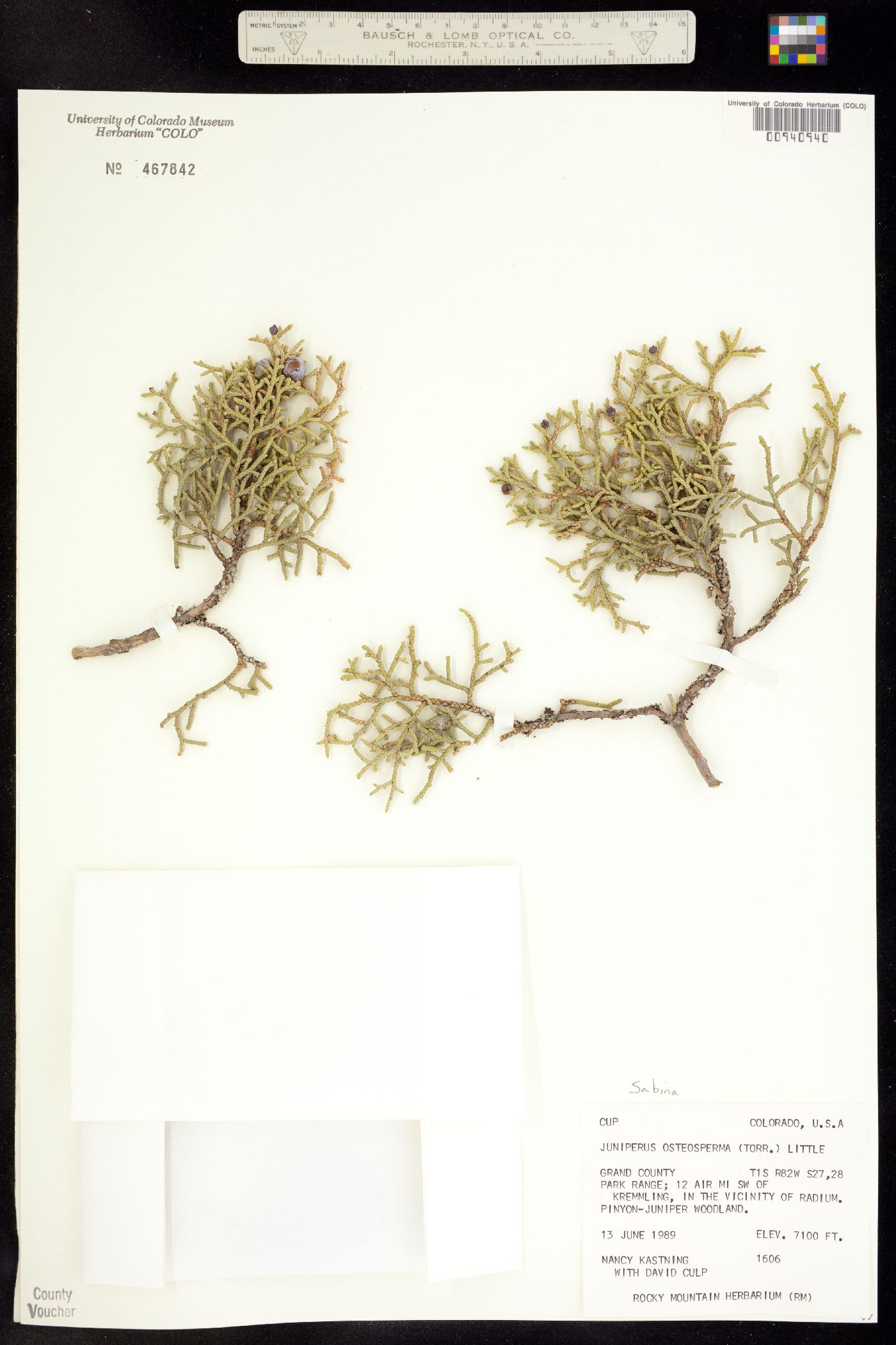 Juniperus osteosperma image