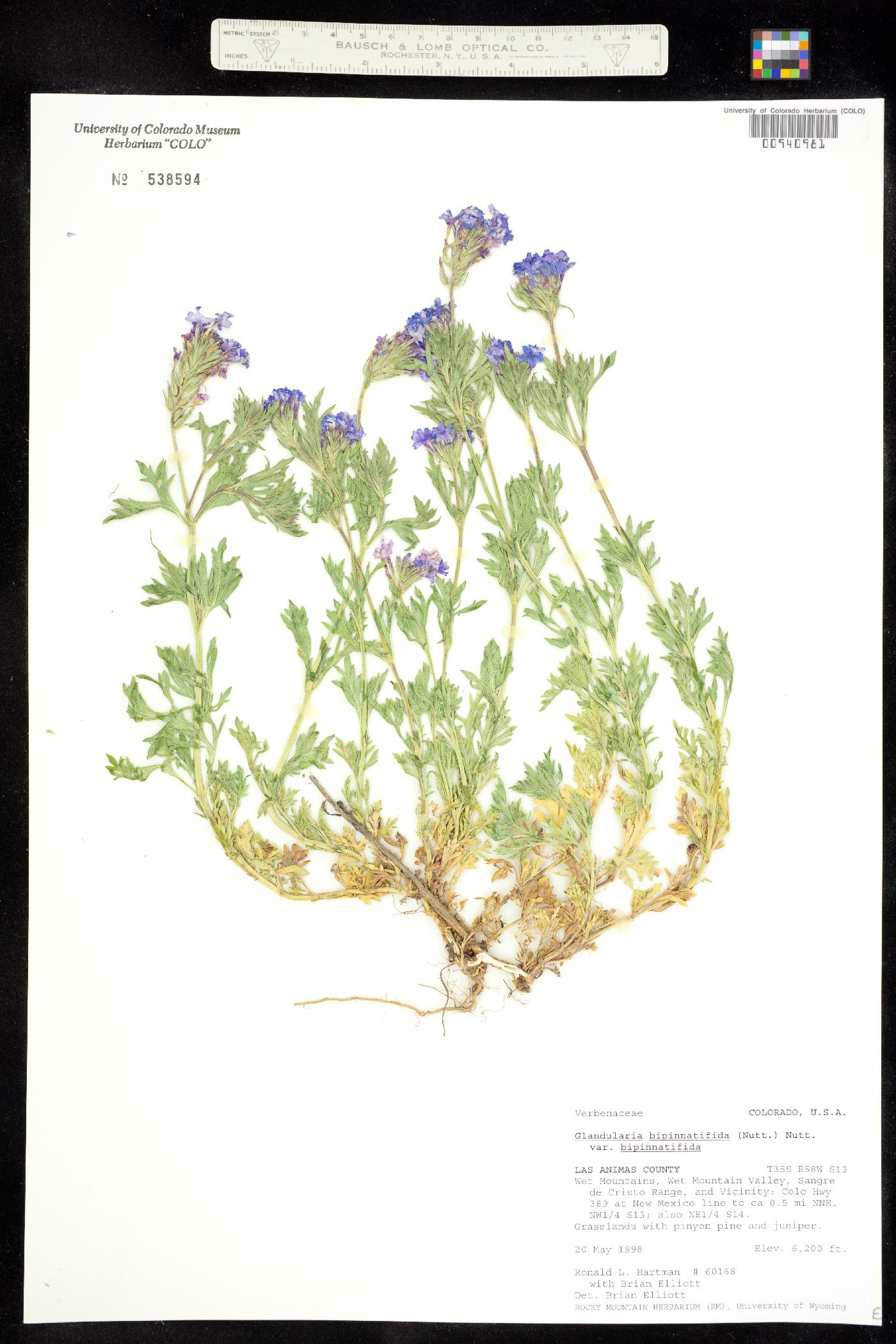 Glandularia image