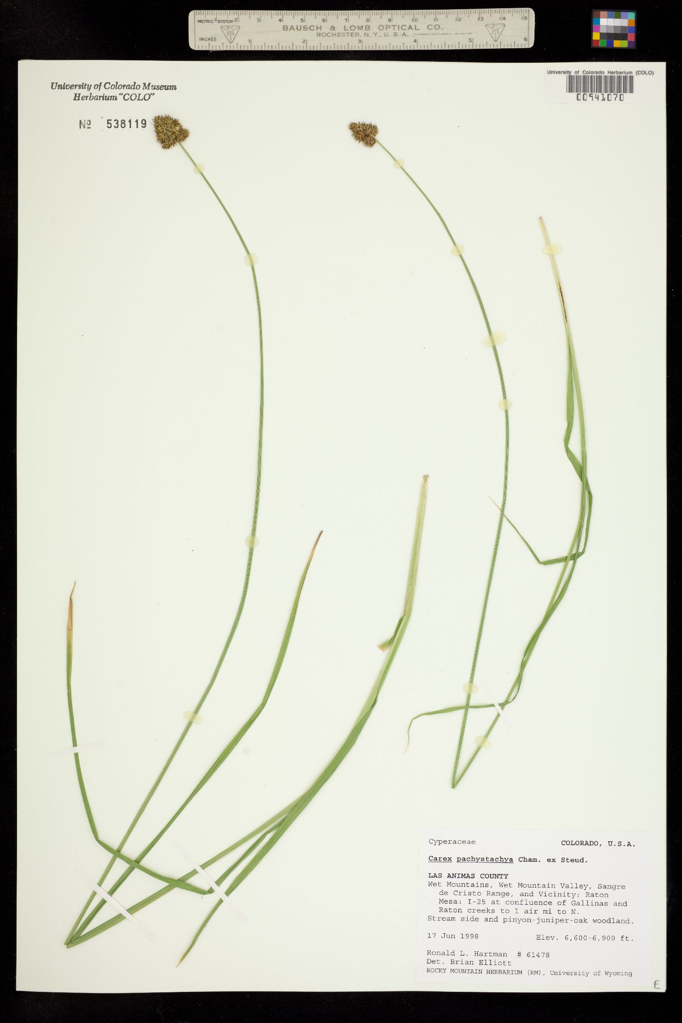 Carex pachystachya image