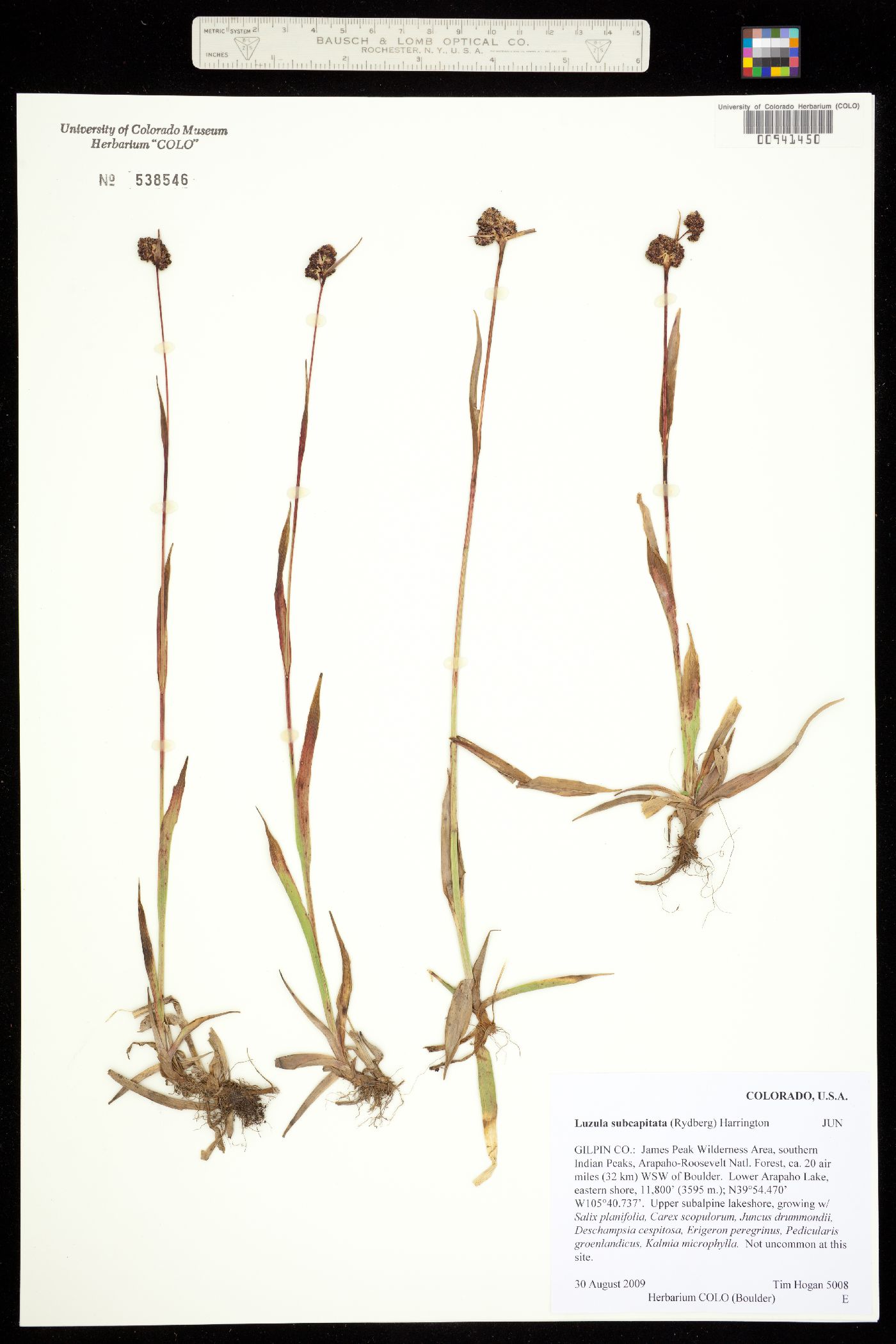 Luzula subcapitata image