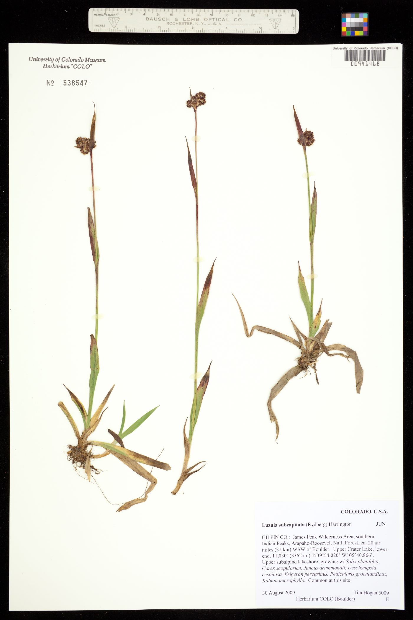 Luzula subcapitata image