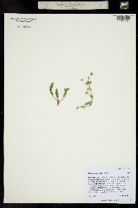 Potentilla plattensis image