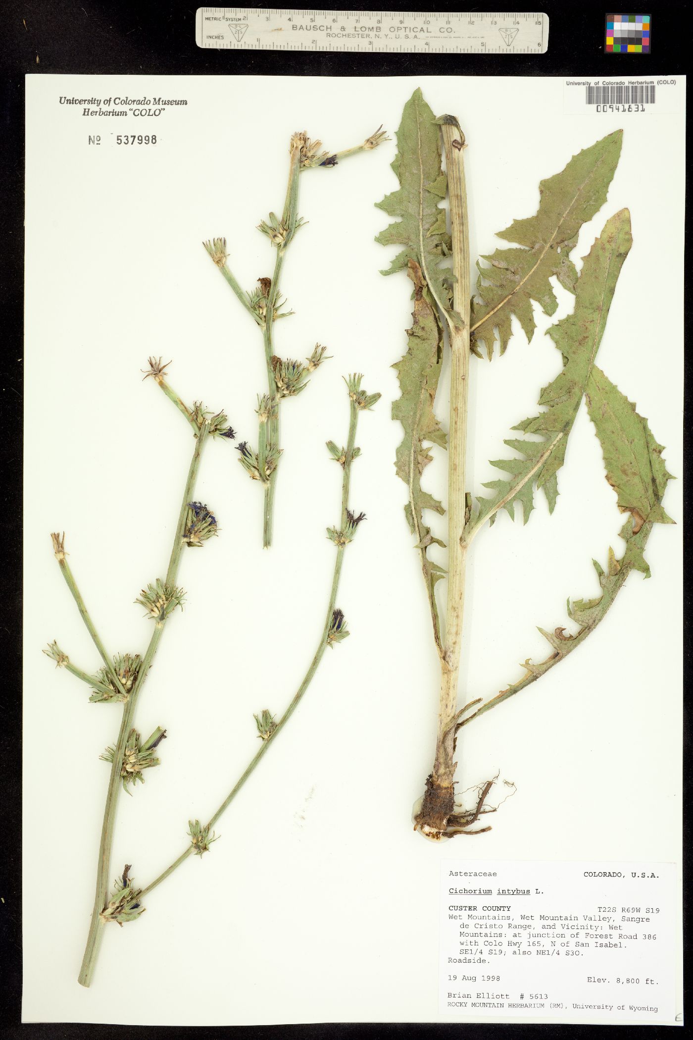 Cichorium intybus image