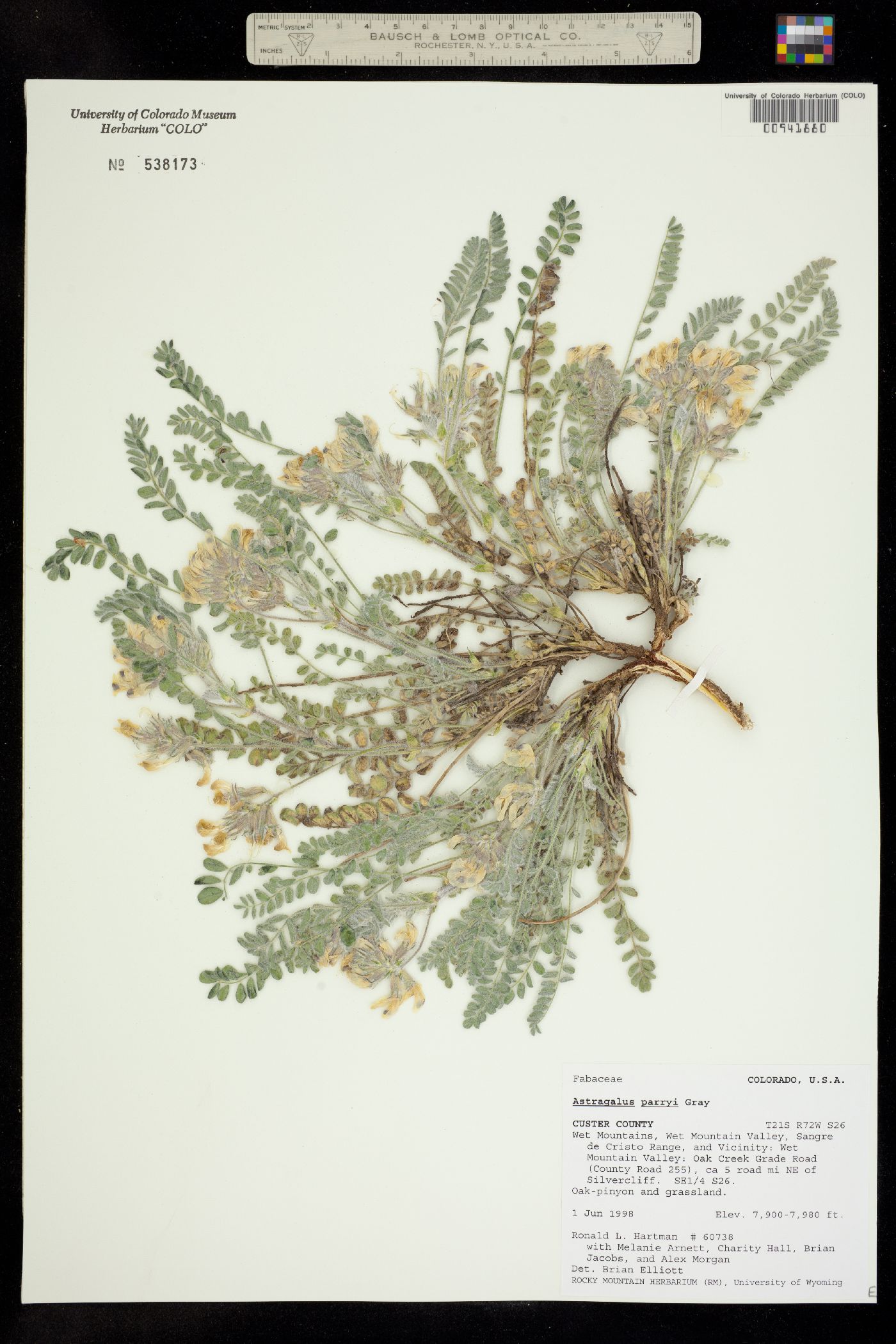 Astragalus parryi image