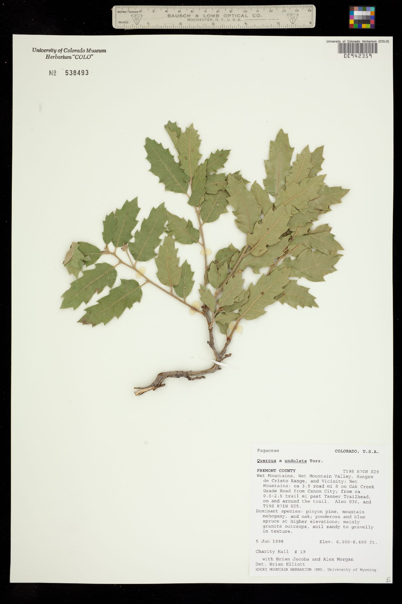 Quercus X undulata image