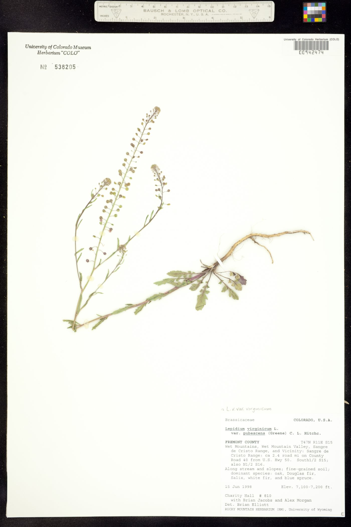 Lepidium virginicum ssp. virginicum image