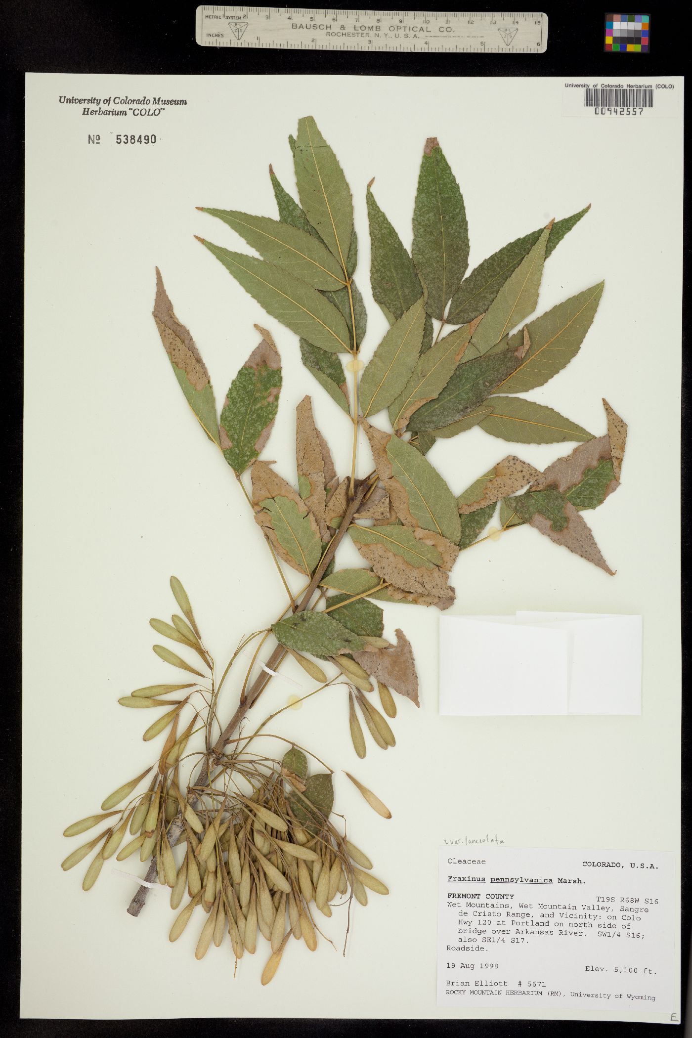 Fraxinus pennsylvanica image