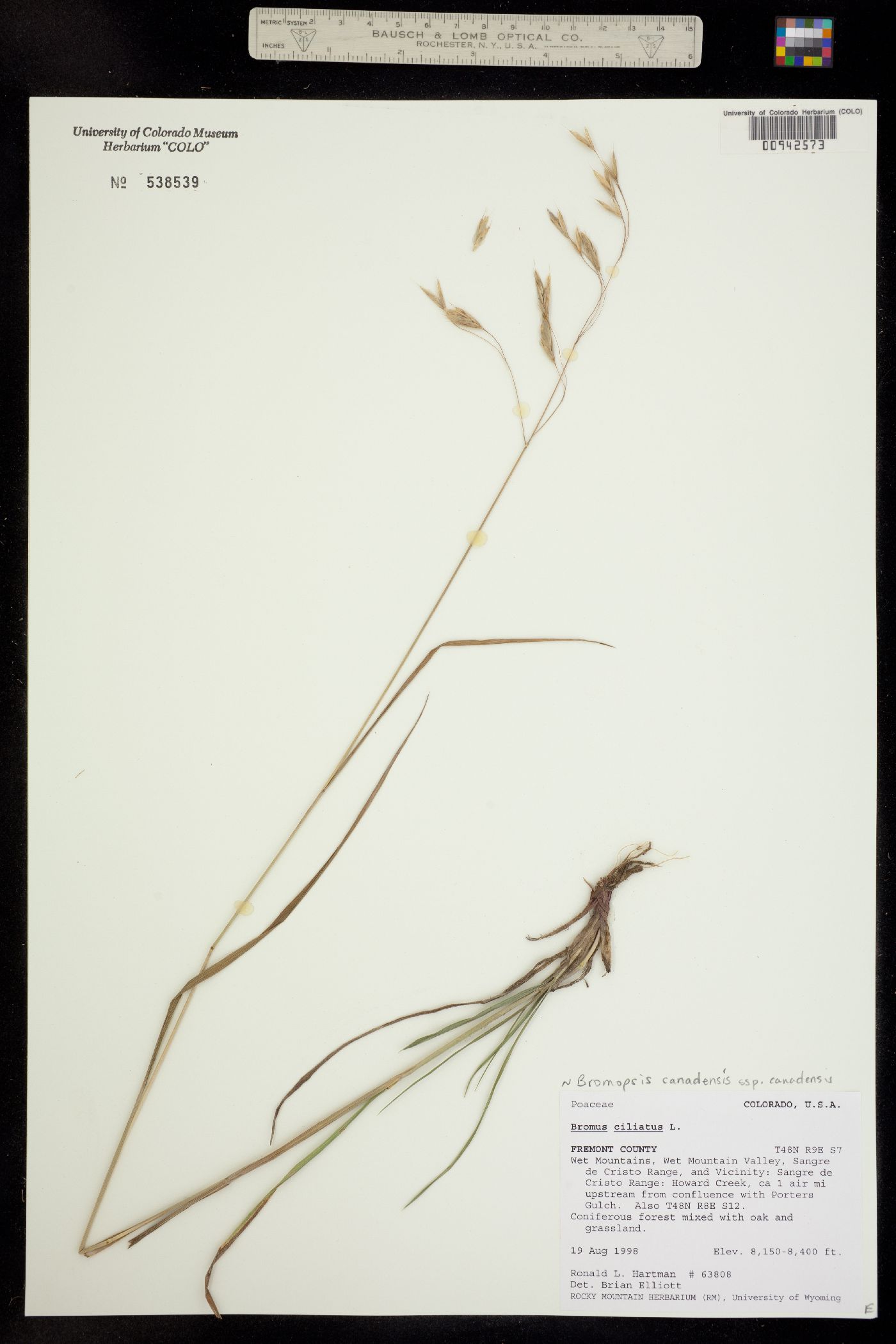Bromopsis canadensis ssp. canadensis image