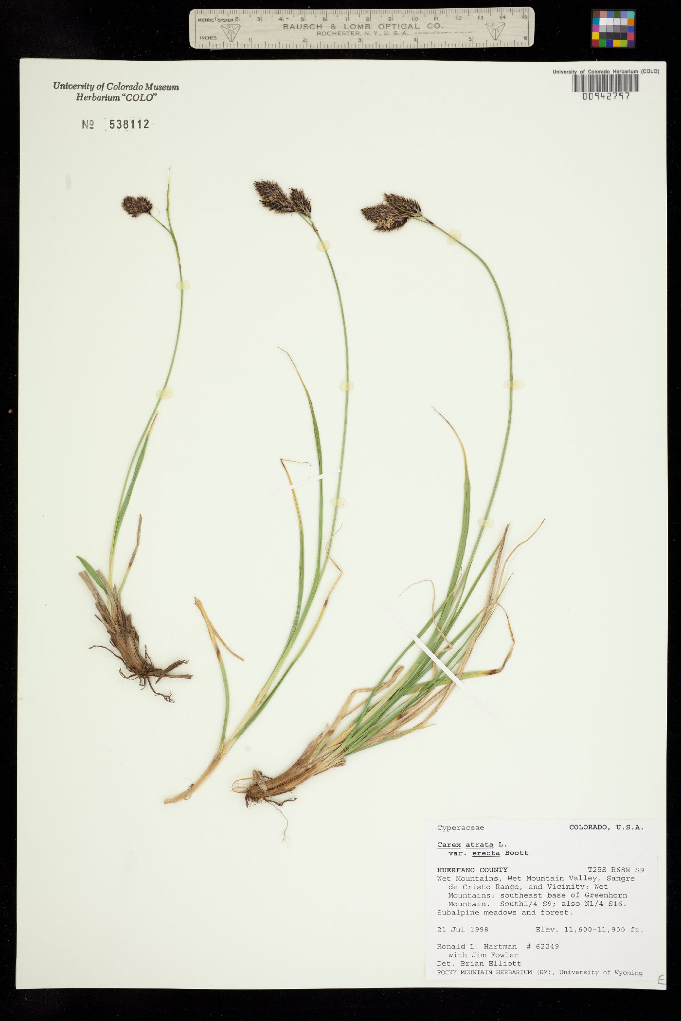 Carex atrata image