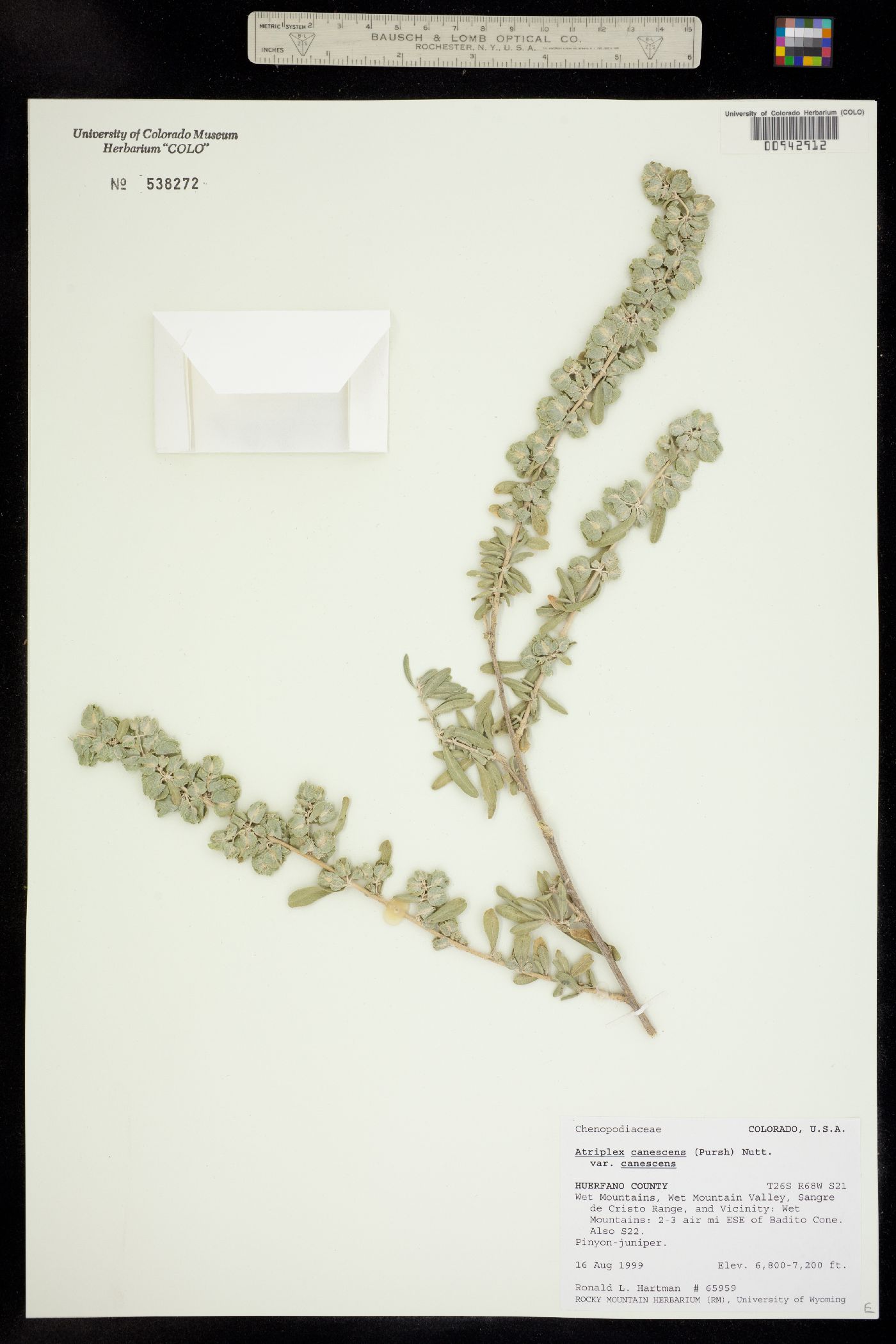 Atriplex canescens var. canescens image