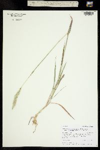 Bothriochloa laguroides subsp. torreyana image