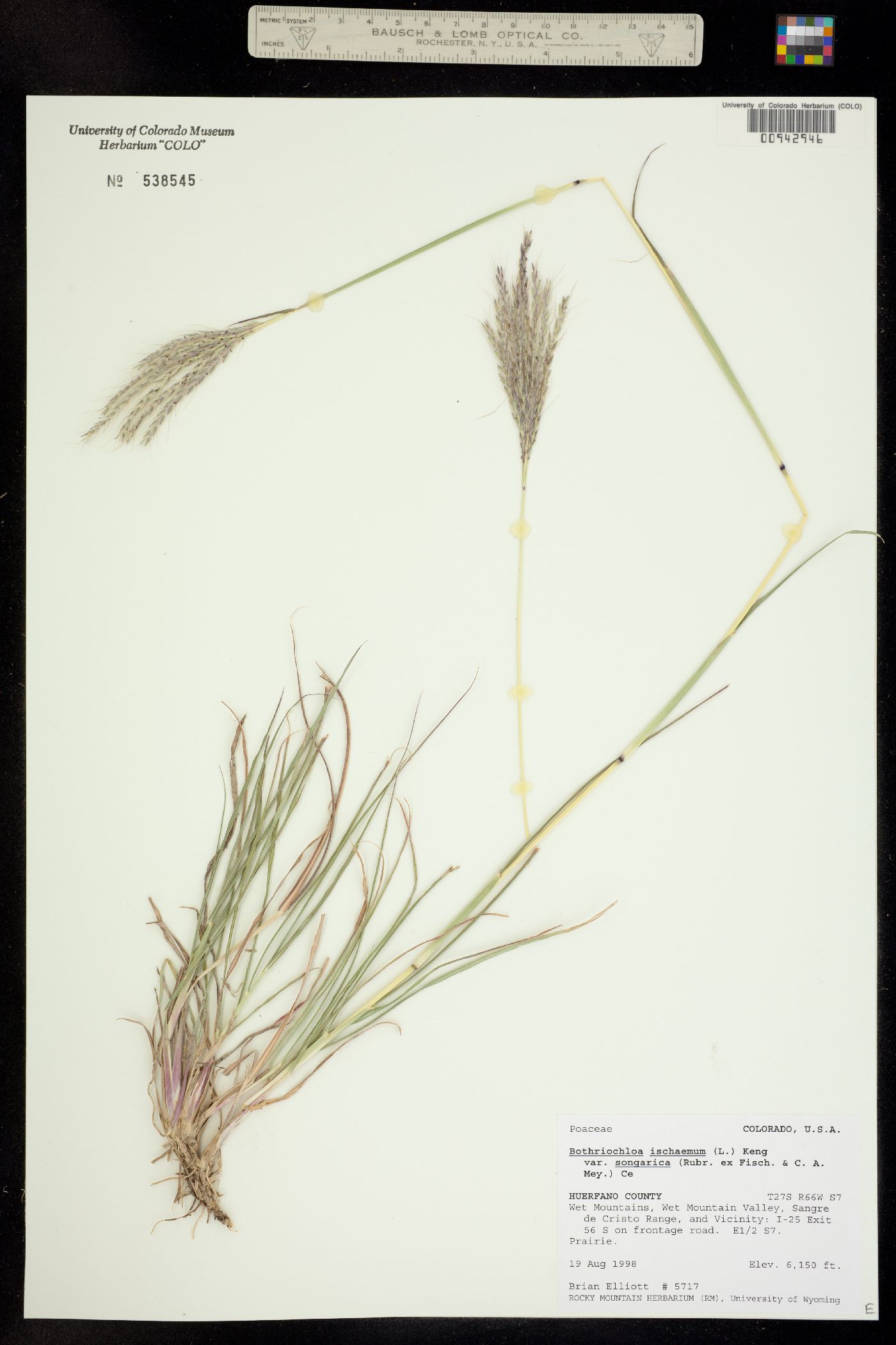 Bothriochloa ischaemum image