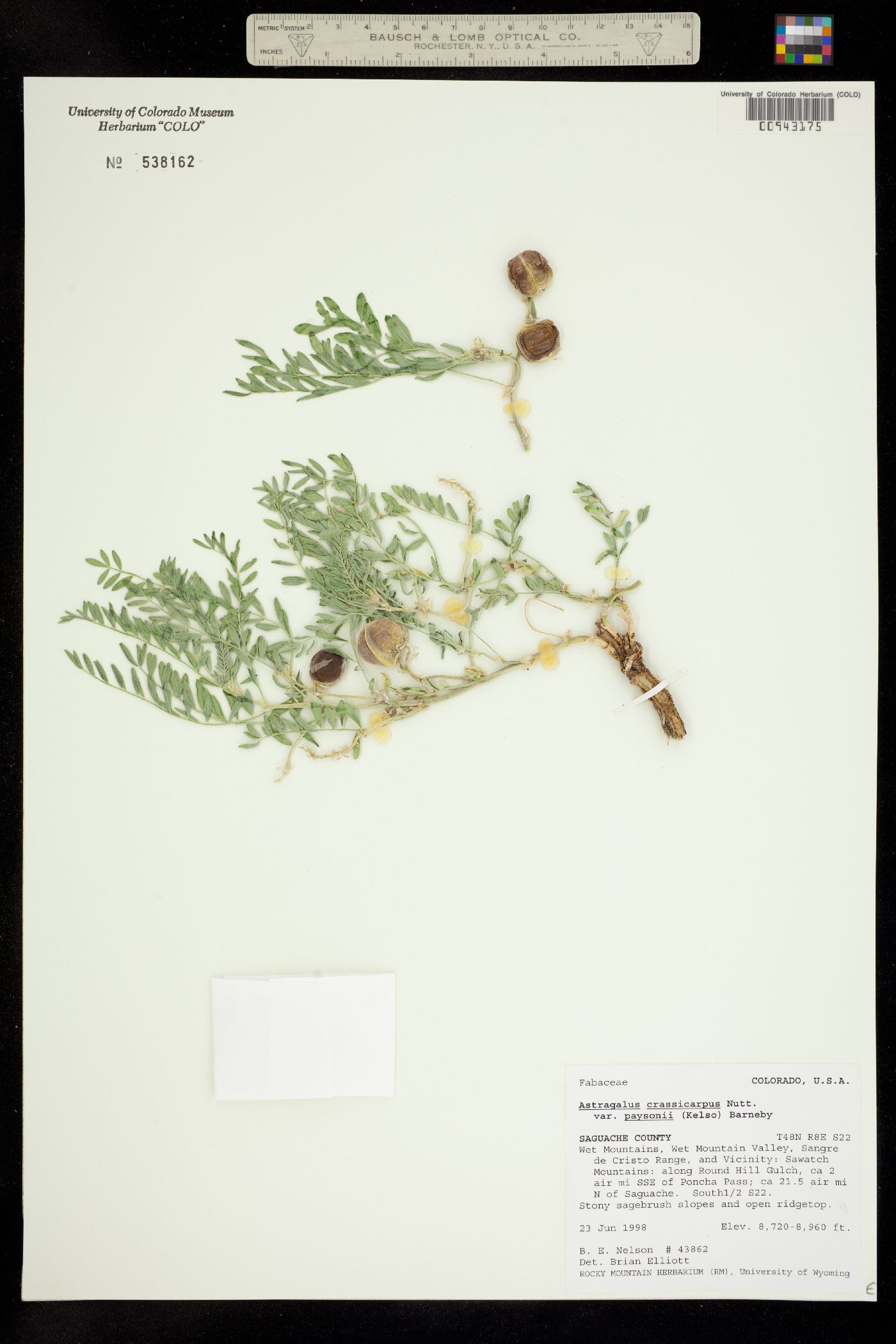 Astragalus crassicarpus image