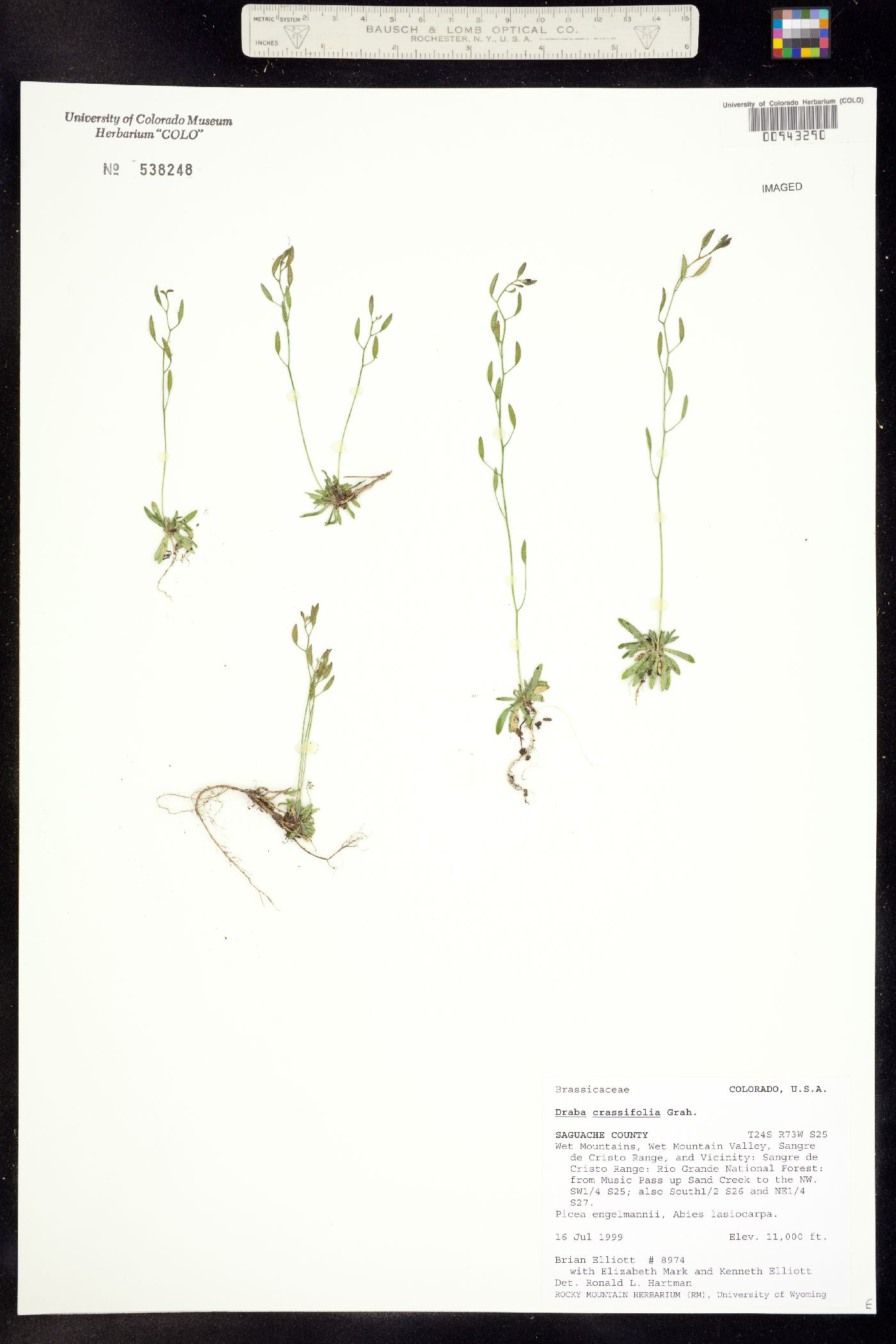 Draba image