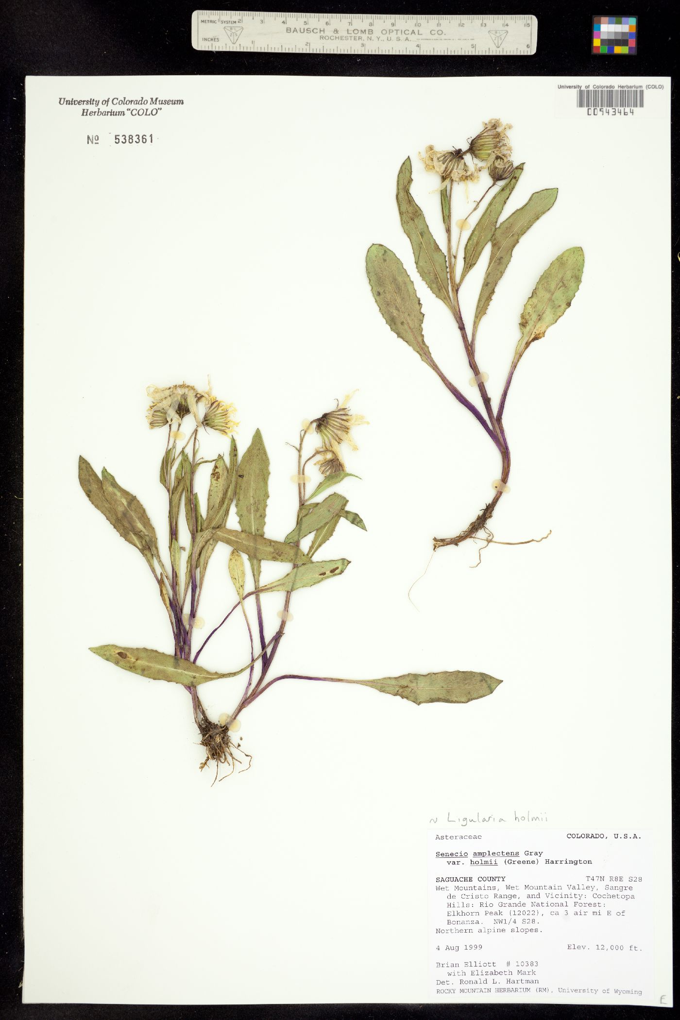 Ligularia holmii image