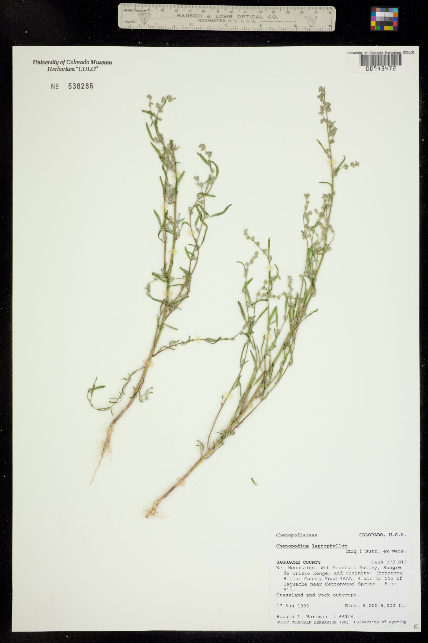Chenopodium leptophyllum image