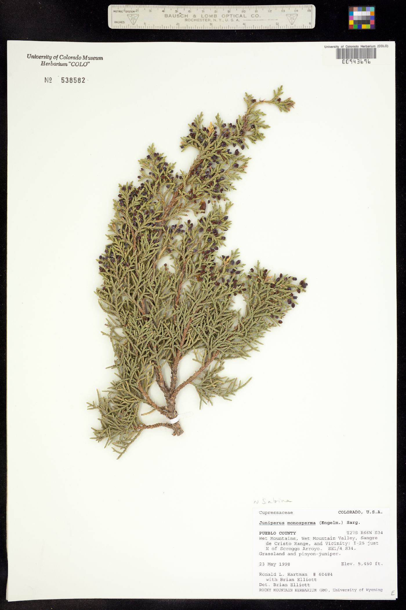 Juniperus monosperma image