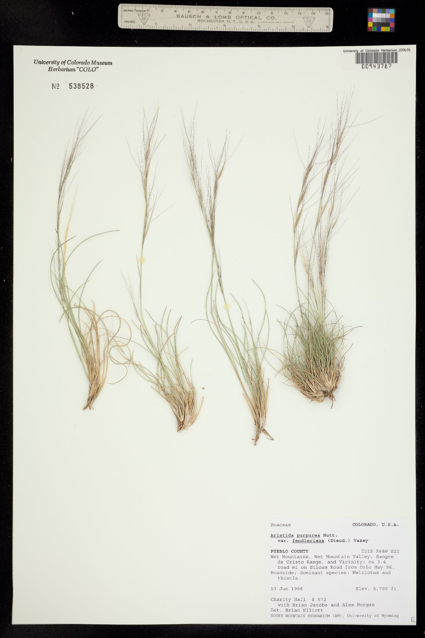 Aristida image