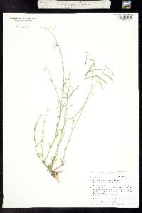 Boechera spatifolia image