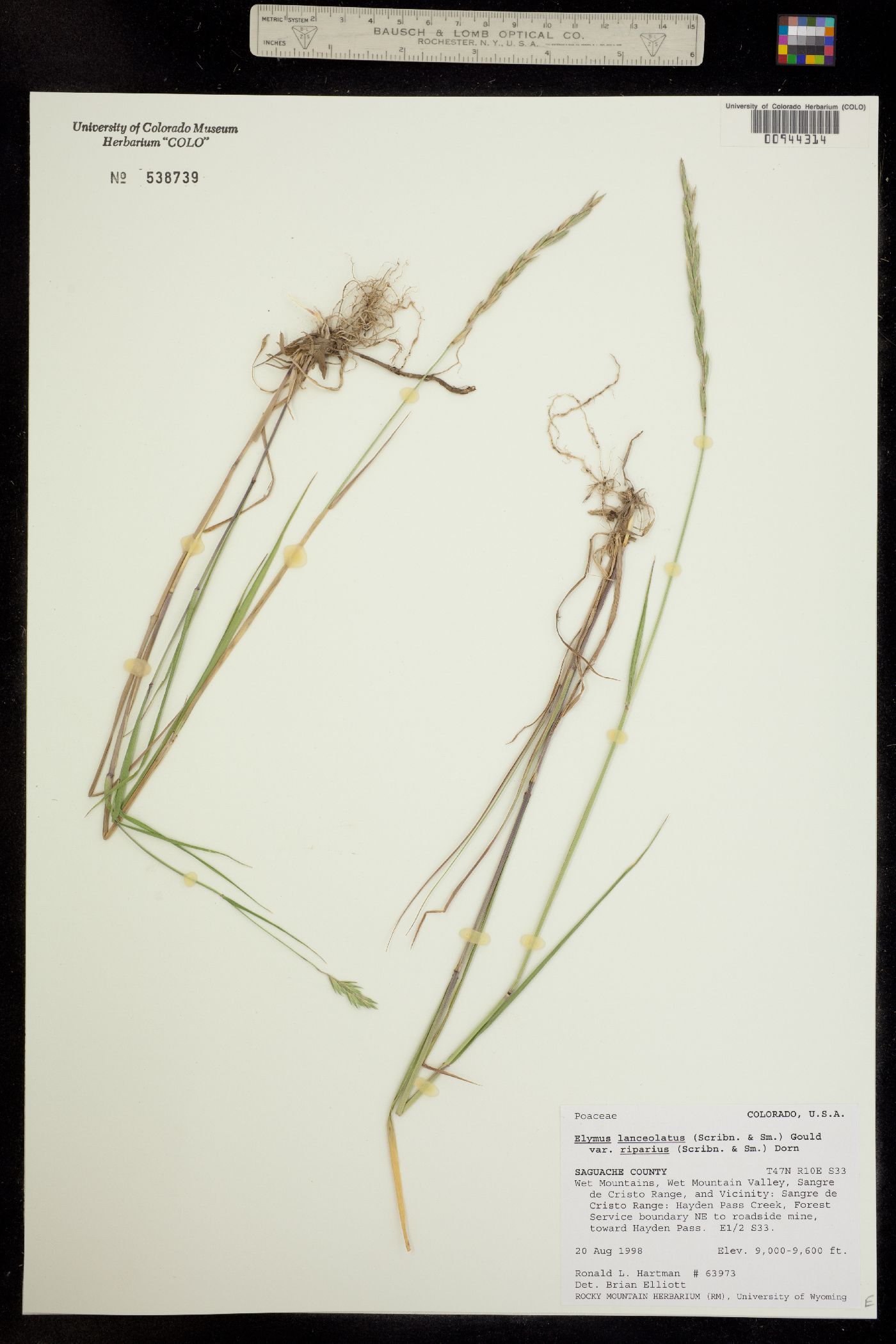 Elymus lanceolatus image