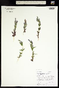 Gentianella amarella ssp. acuta image
