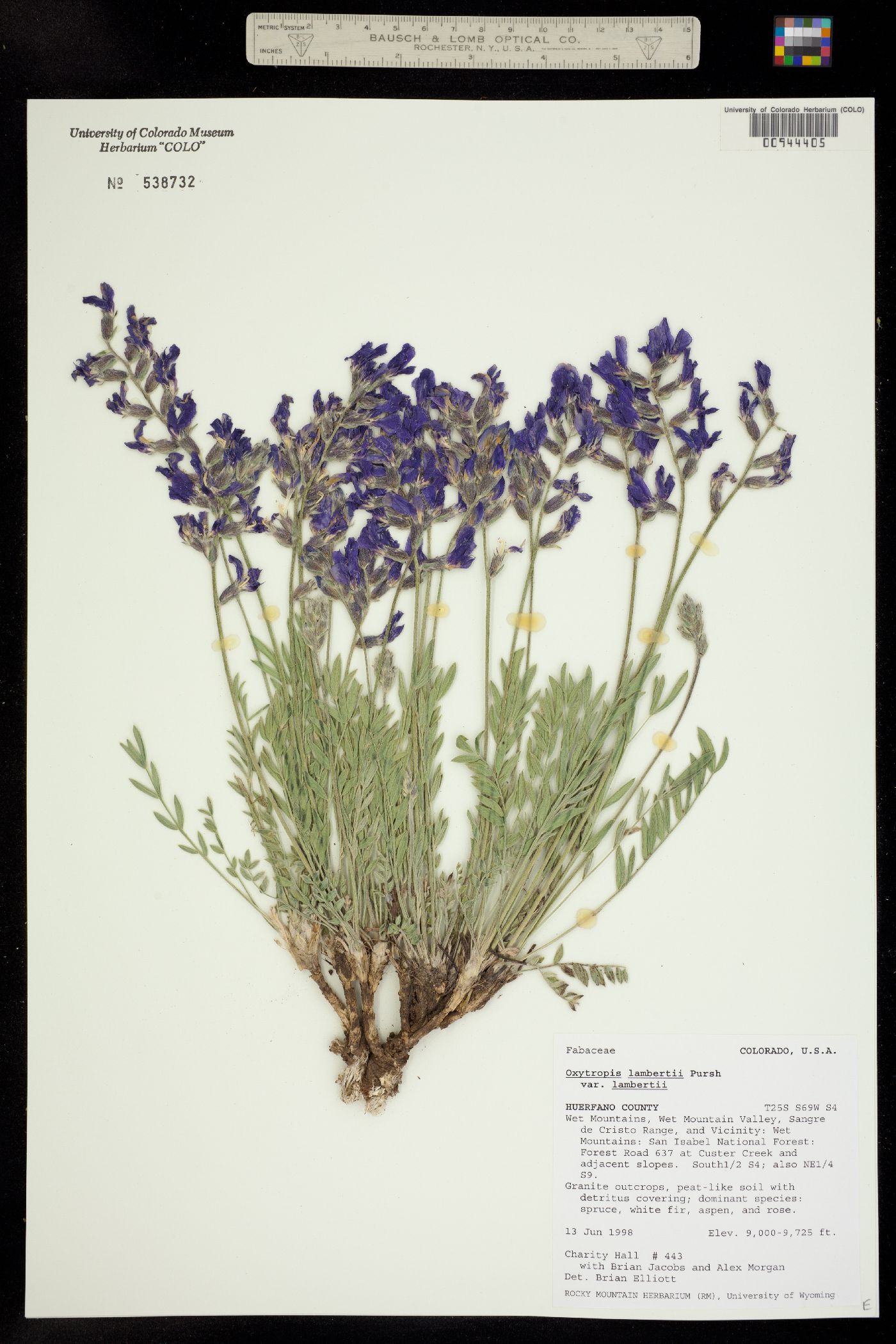 Oxytropis lambertii subsp. lambertii image