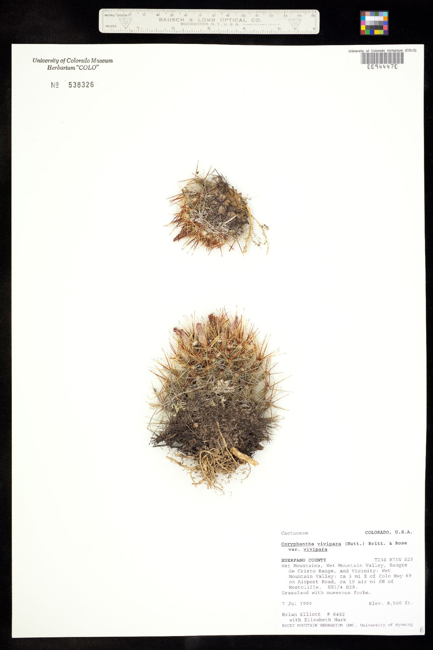 Coryphantha vivipara var. vivipara image