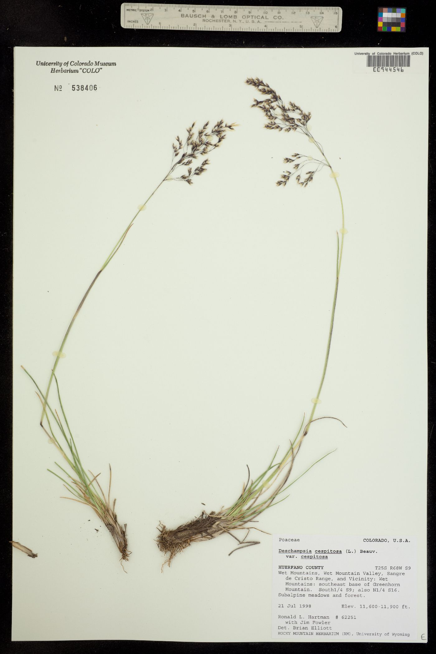 Deschampsia cespitosa ssp. cespitosa image