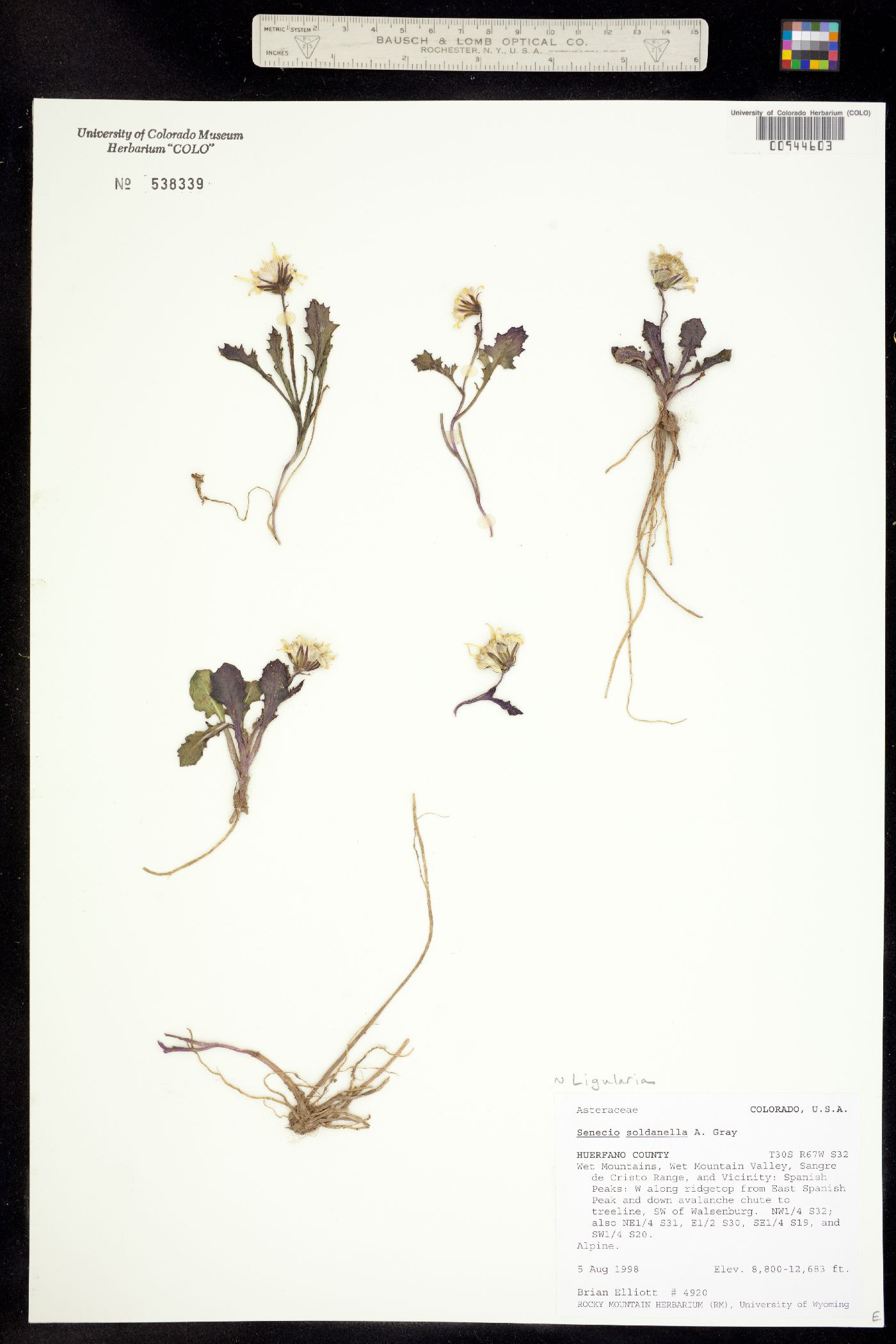 Ligularia image