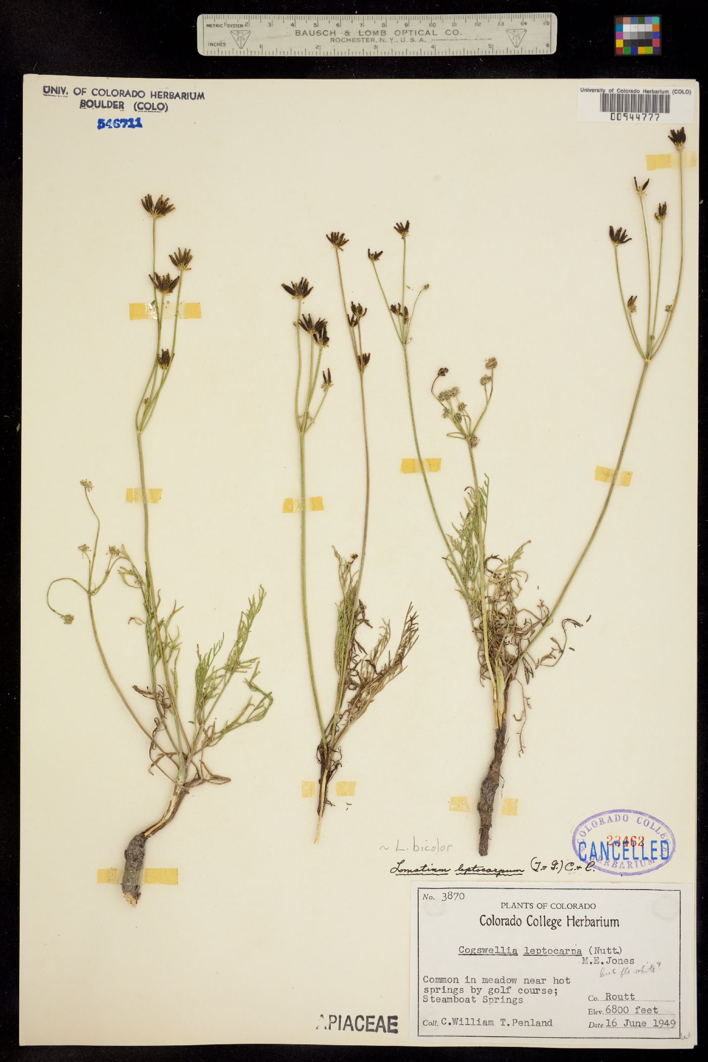 Lomatium image