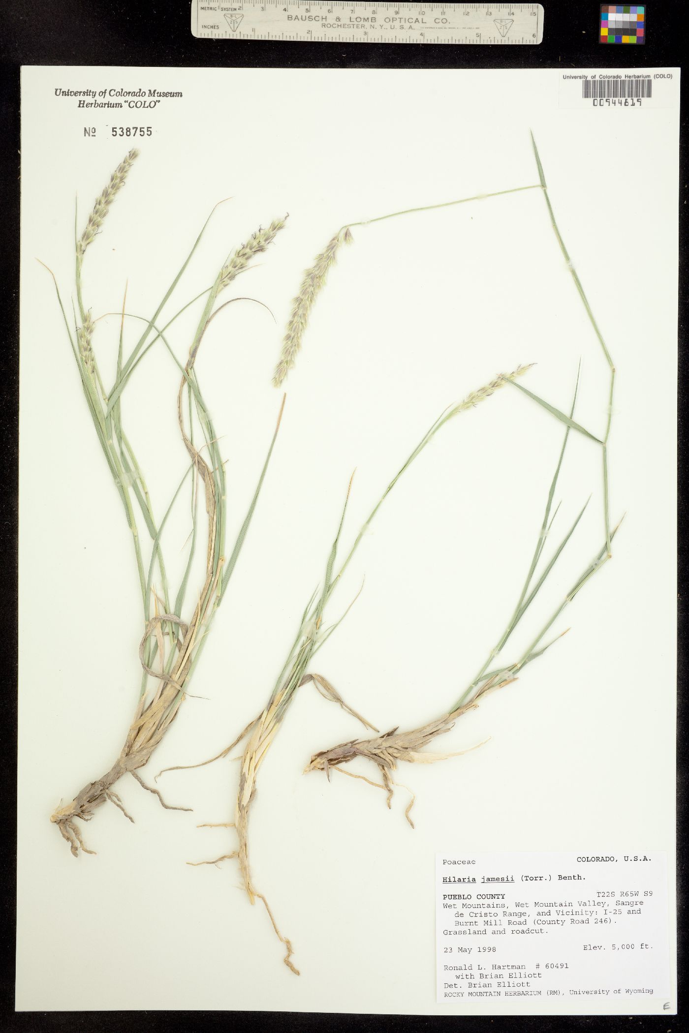 Hilaria jamesii image