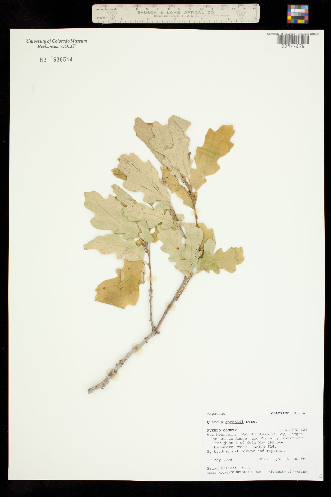 Quercus image