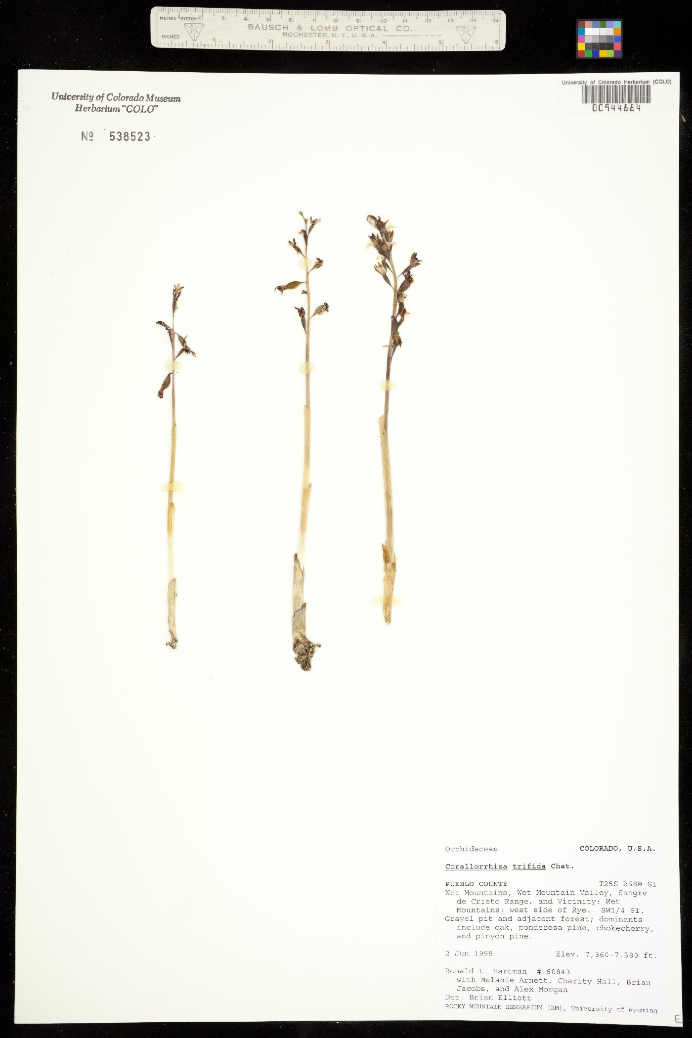 Corallorhiza trifida image