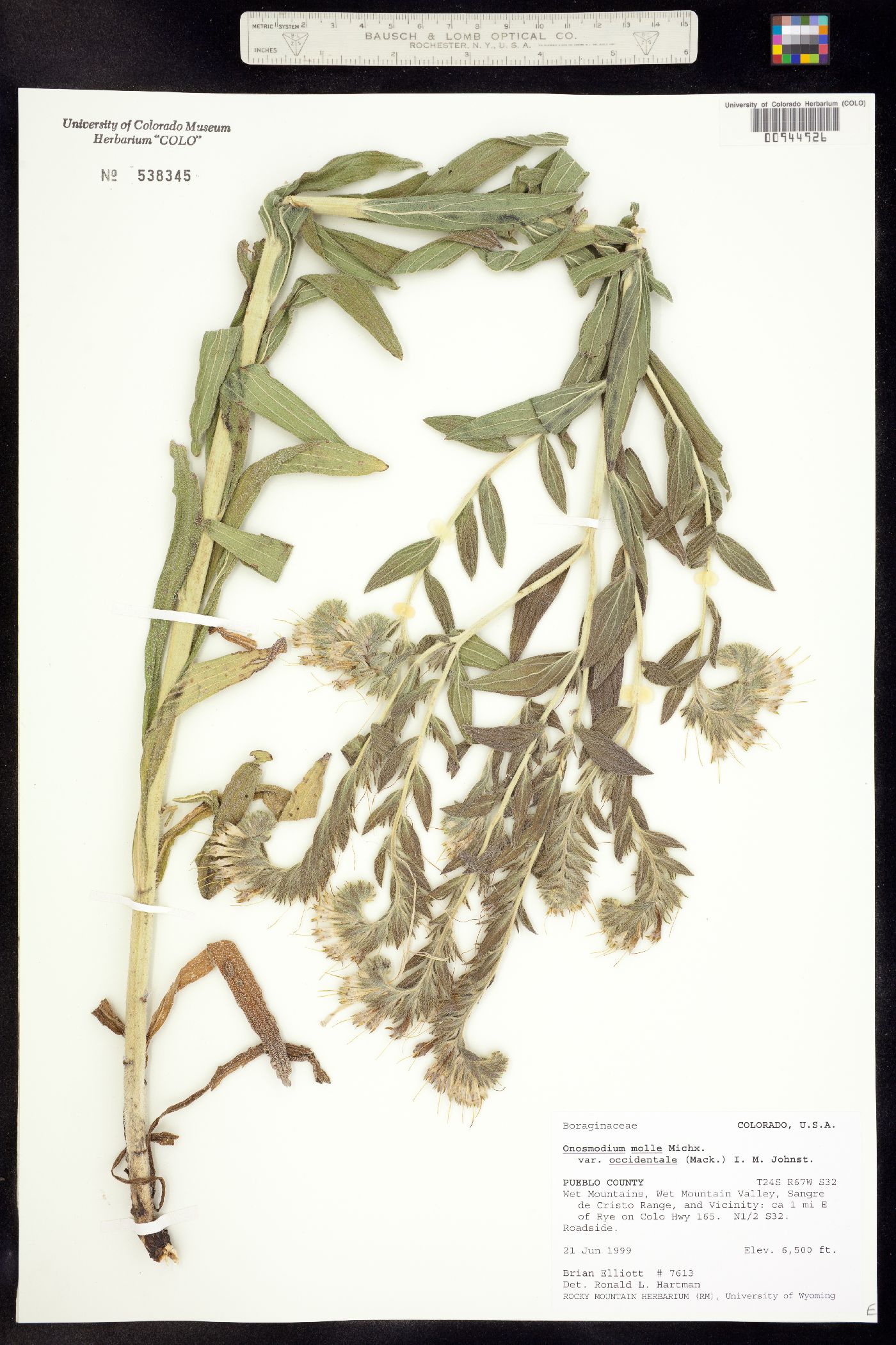 Onosmodium bejariense var. occidentale image