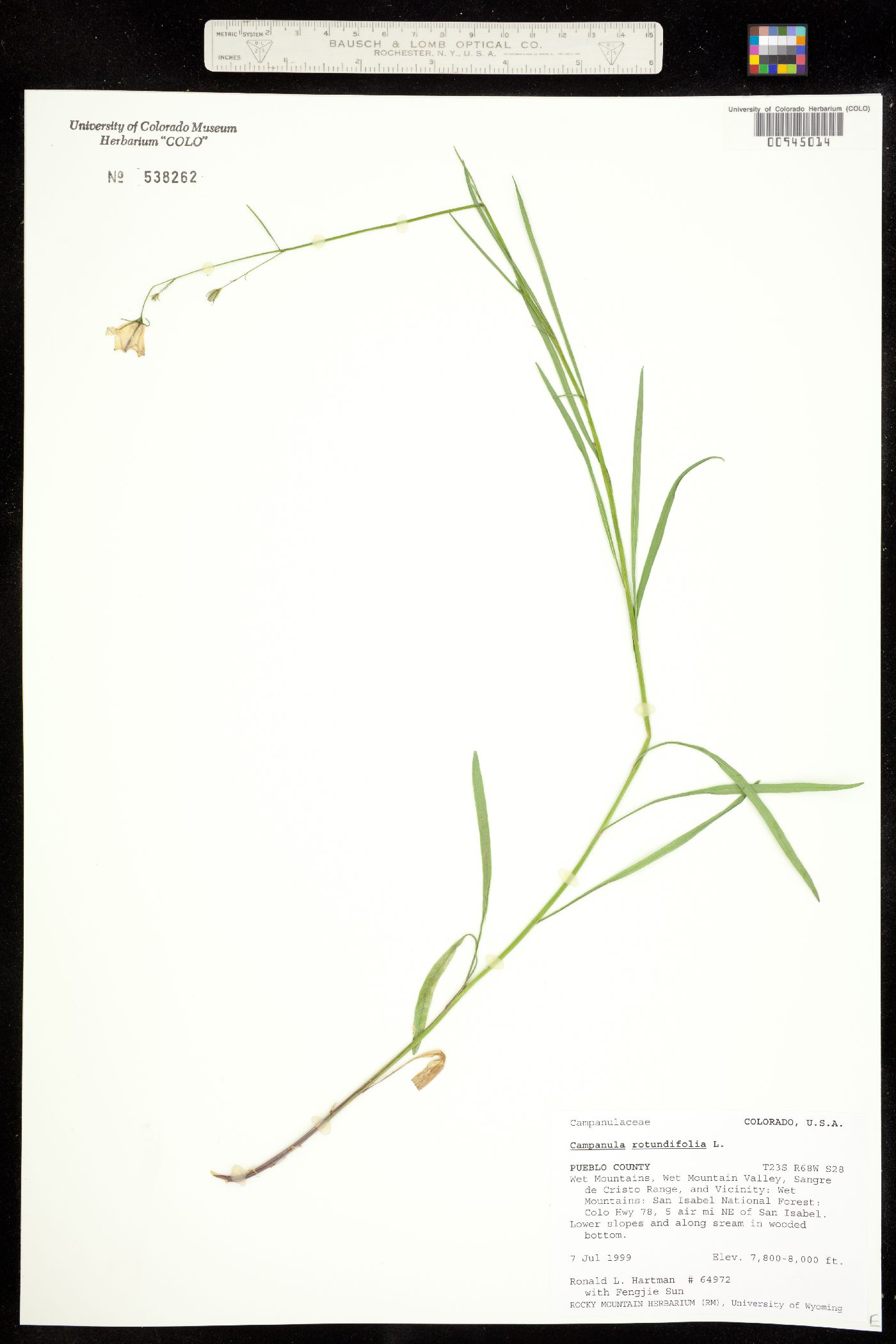 Campanula rotundifolia image